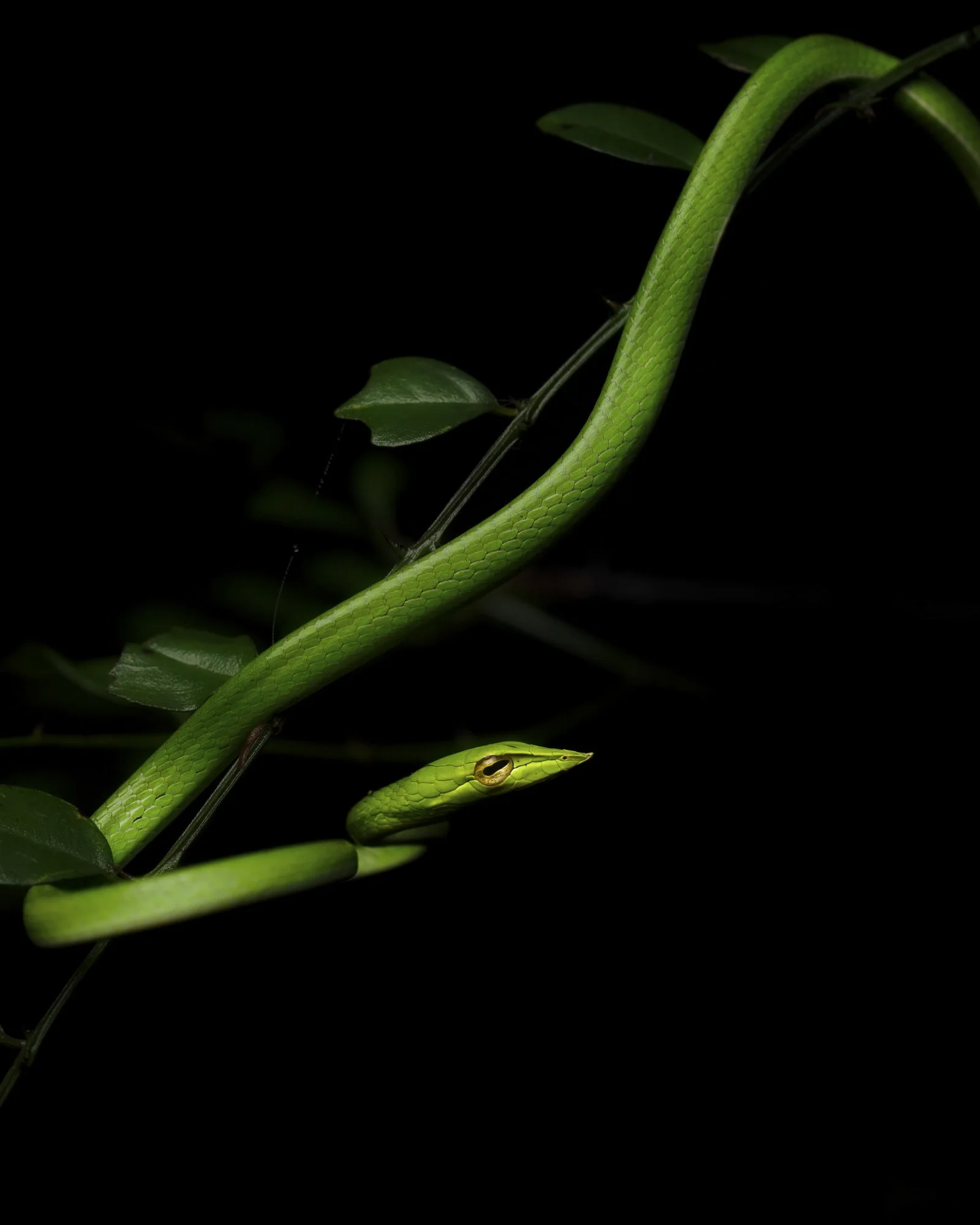 A Snake or an Ornament