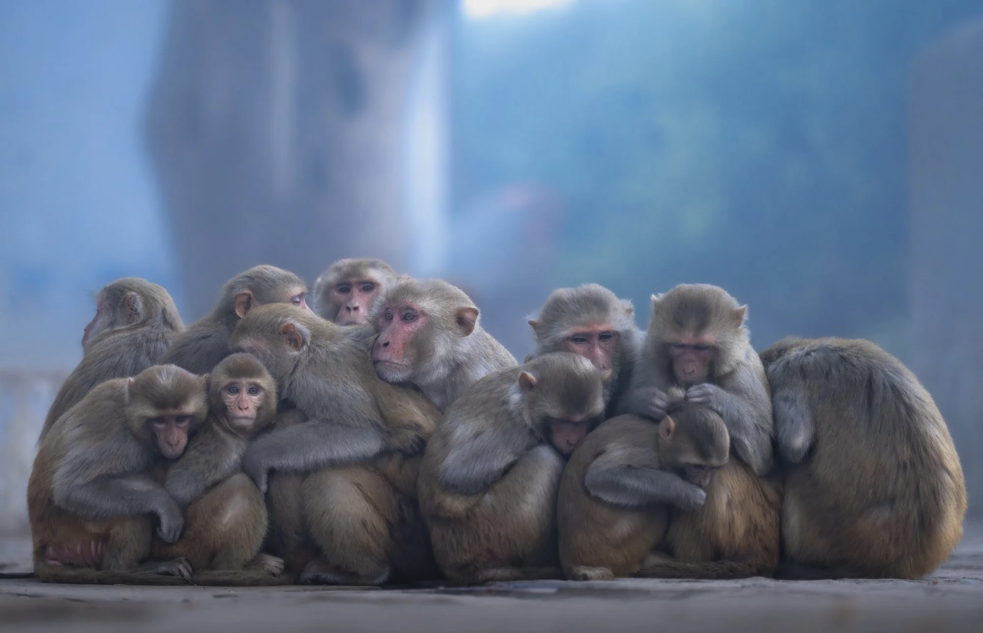 The Huddle