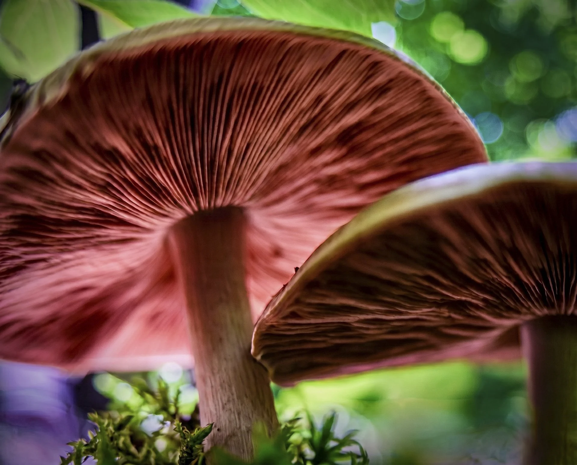 058-Wild_Burchett_000007_720252_561618_17699-.jpg