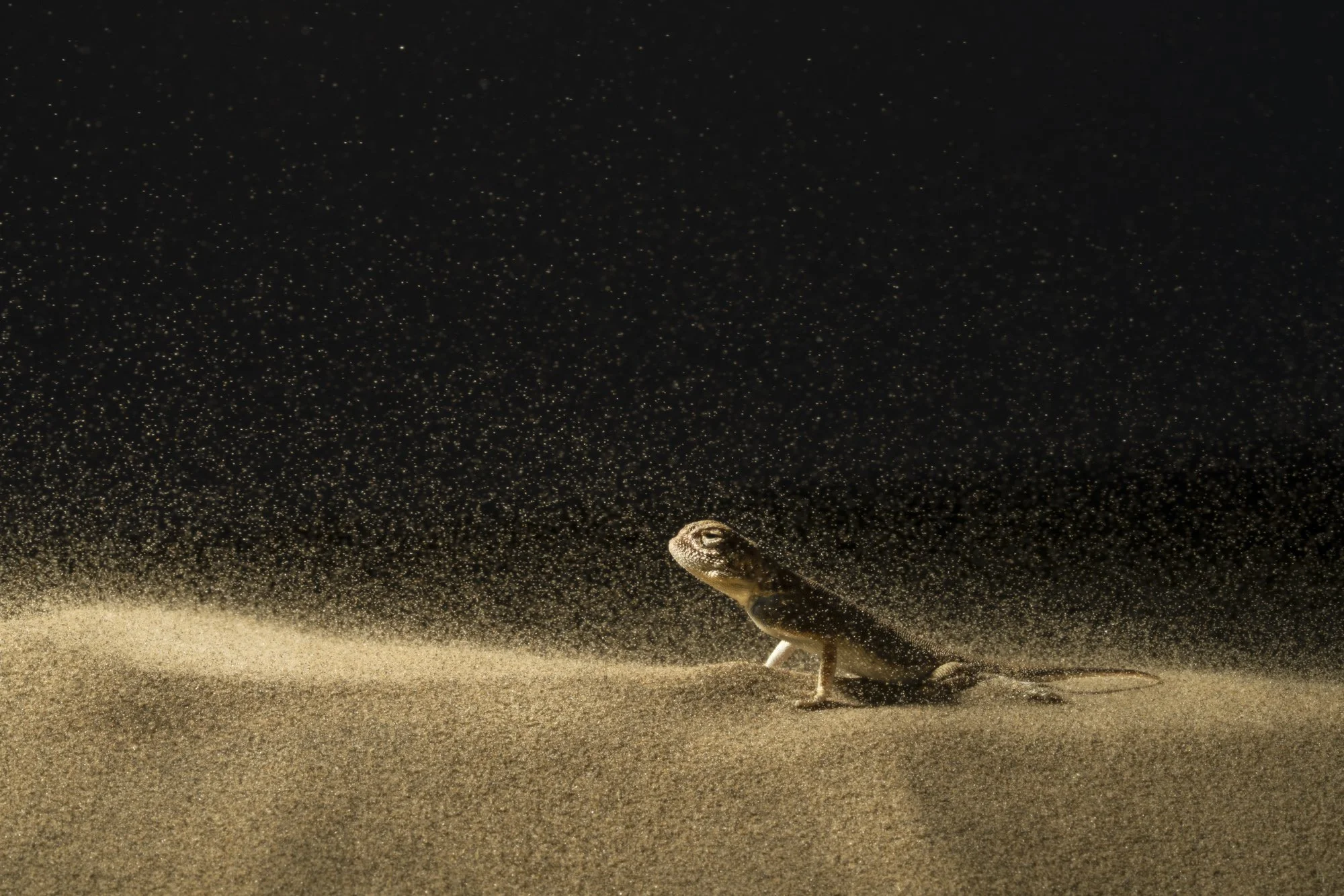 Against the Storm