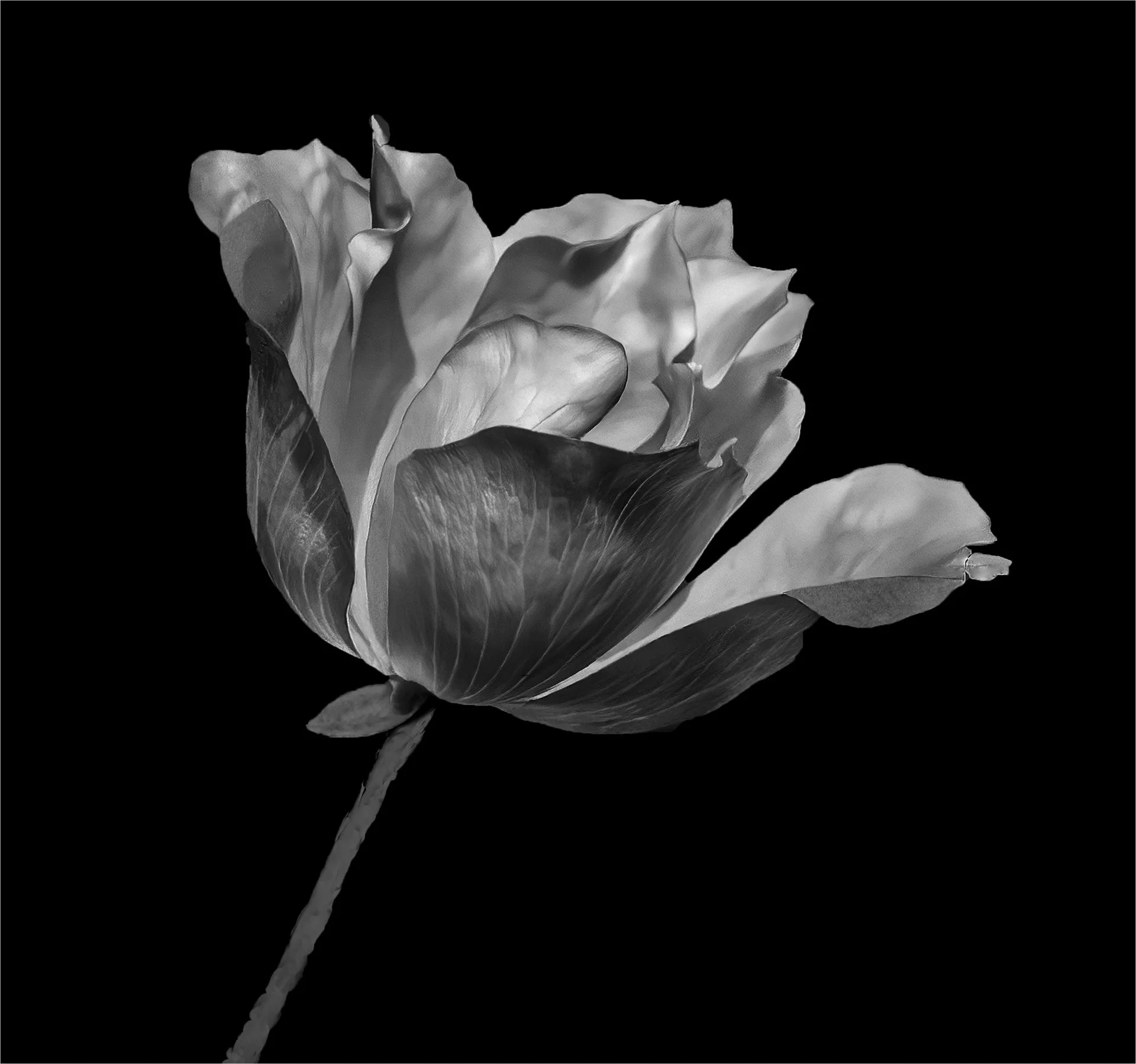 "Caramoor Rose" by Arnold Breisblatt 