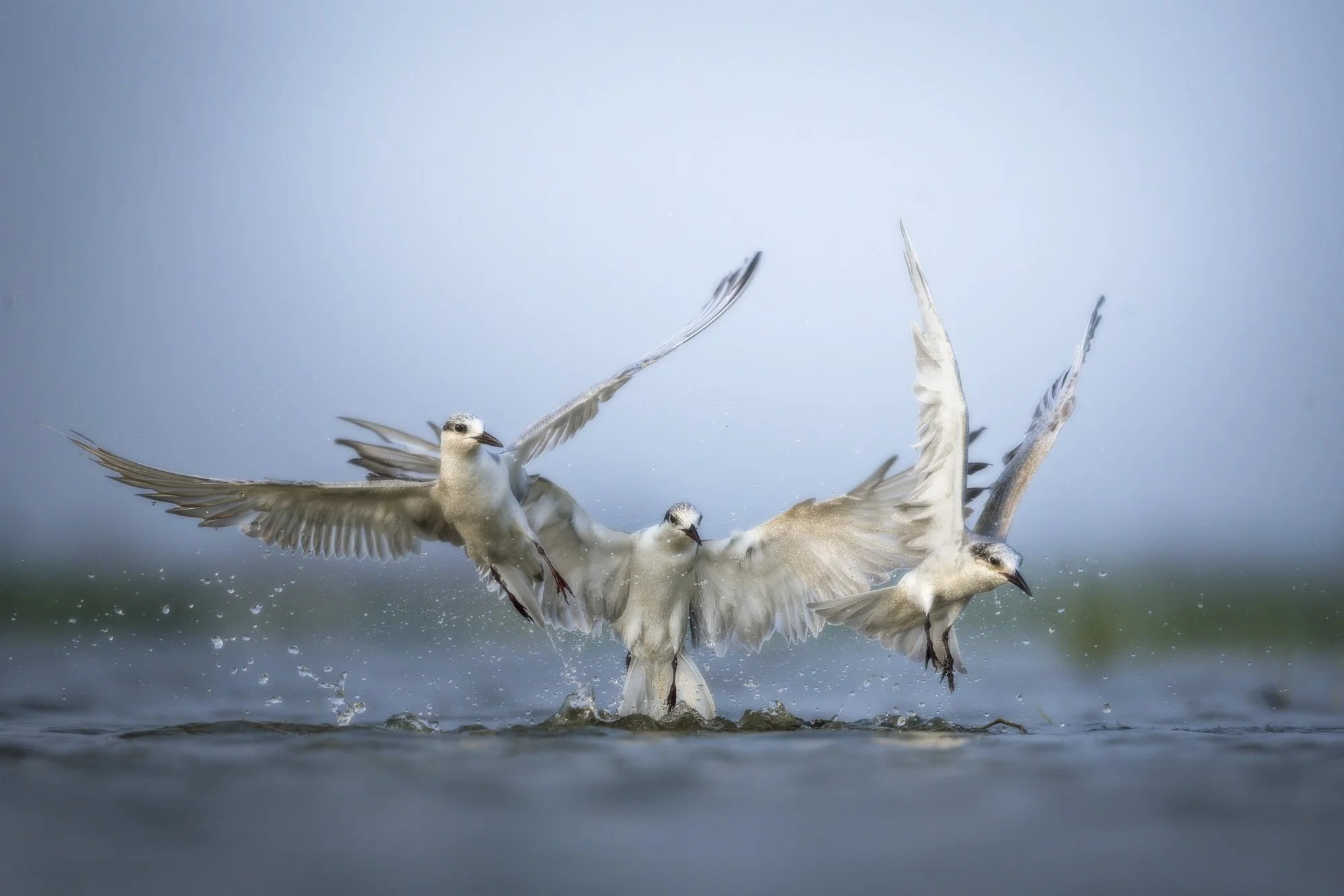 Dive to Survive