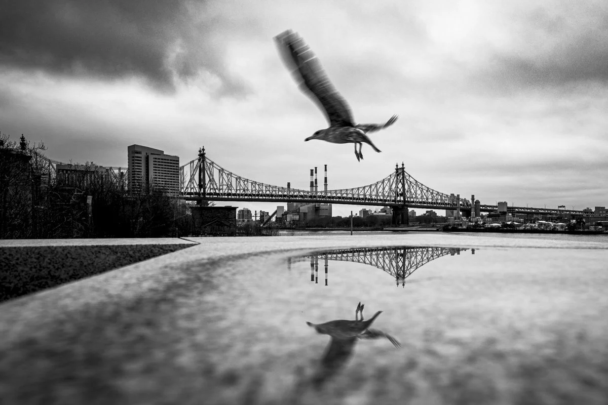 "Taking Flight" by Michael Cordone 