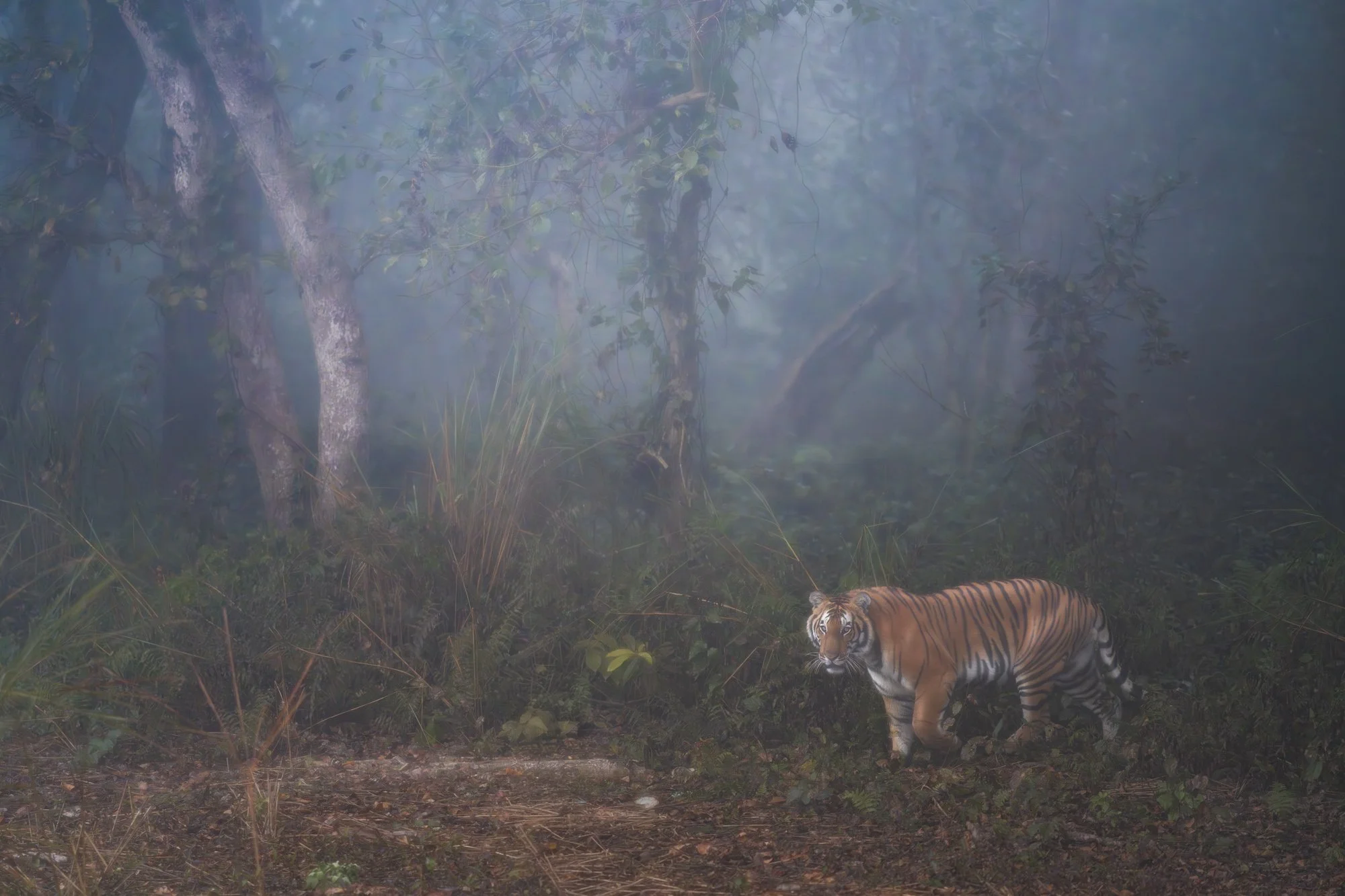 Foggy Morning and the Tiger from Dudhwa National Park