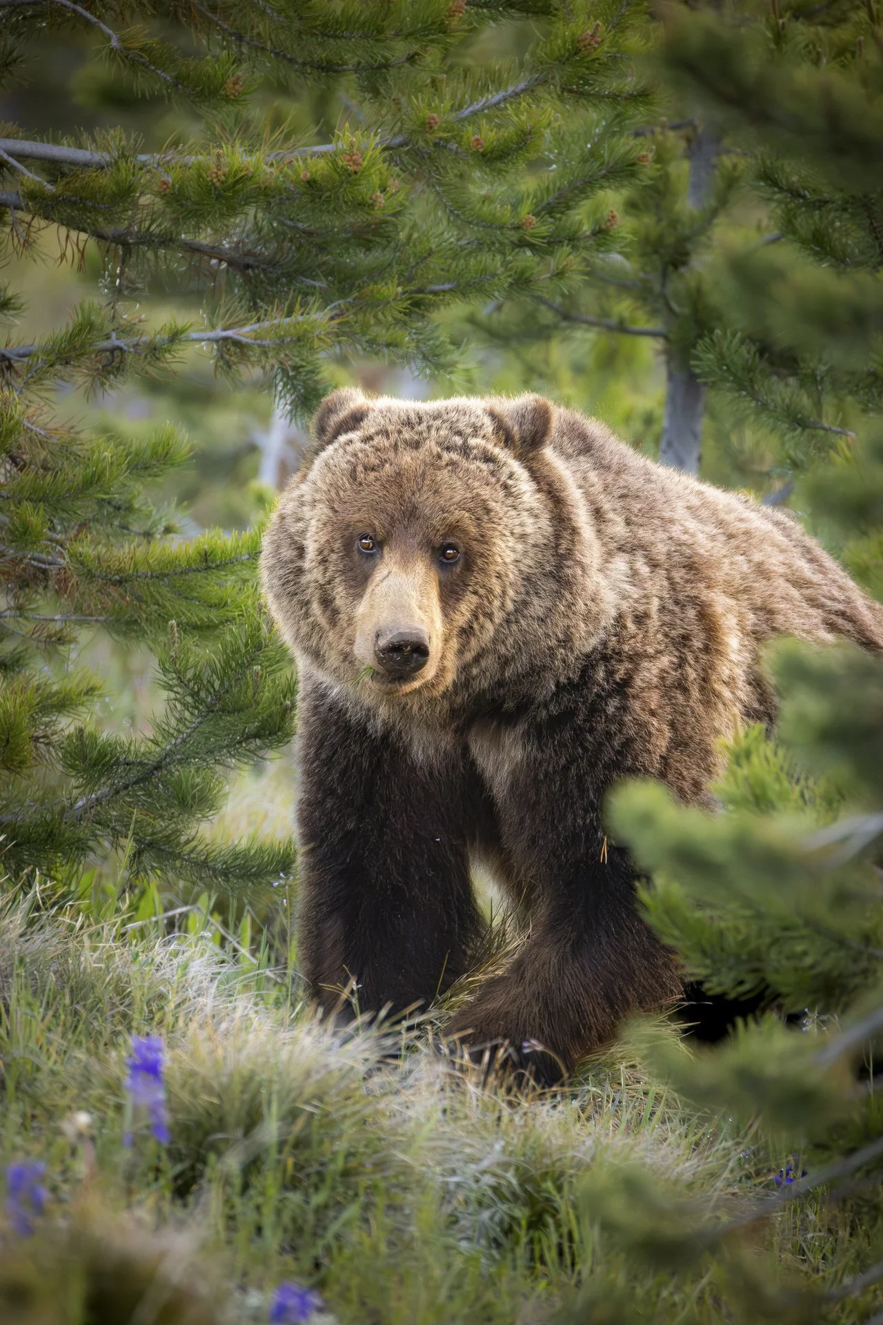 059-Wild_Andrew_000003_676354_520804_17699-.jpg