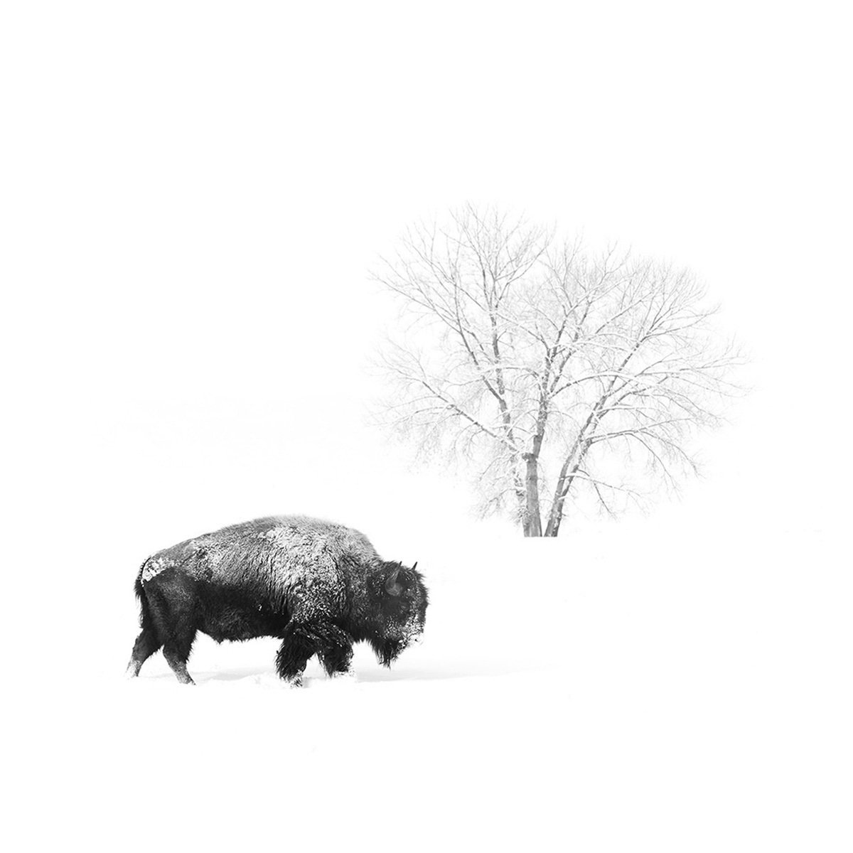 "Bison Haiku" by Fernando A Boza 