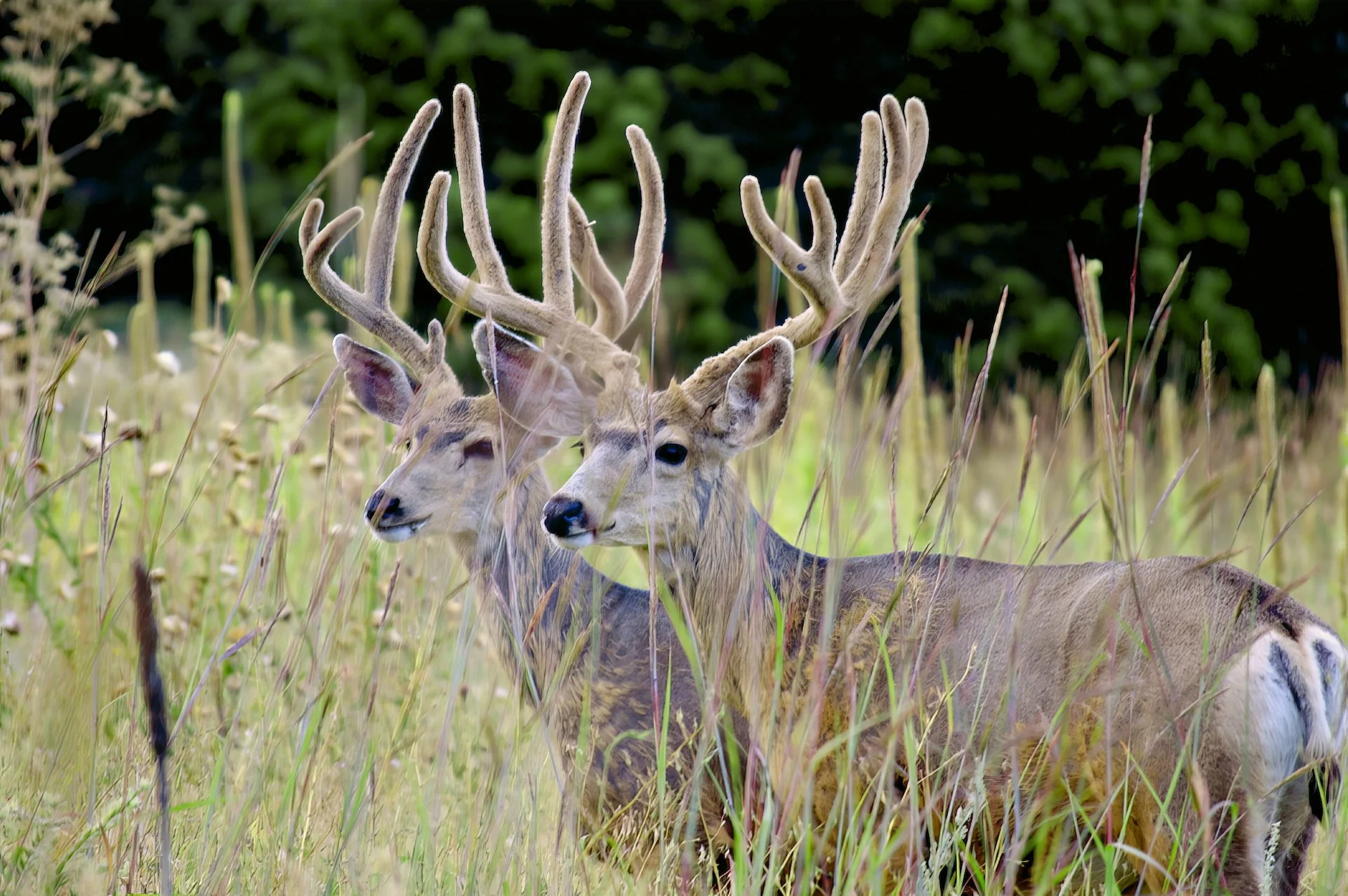 042-Wild_Lee_000030_739400_390586_17699-.jpg