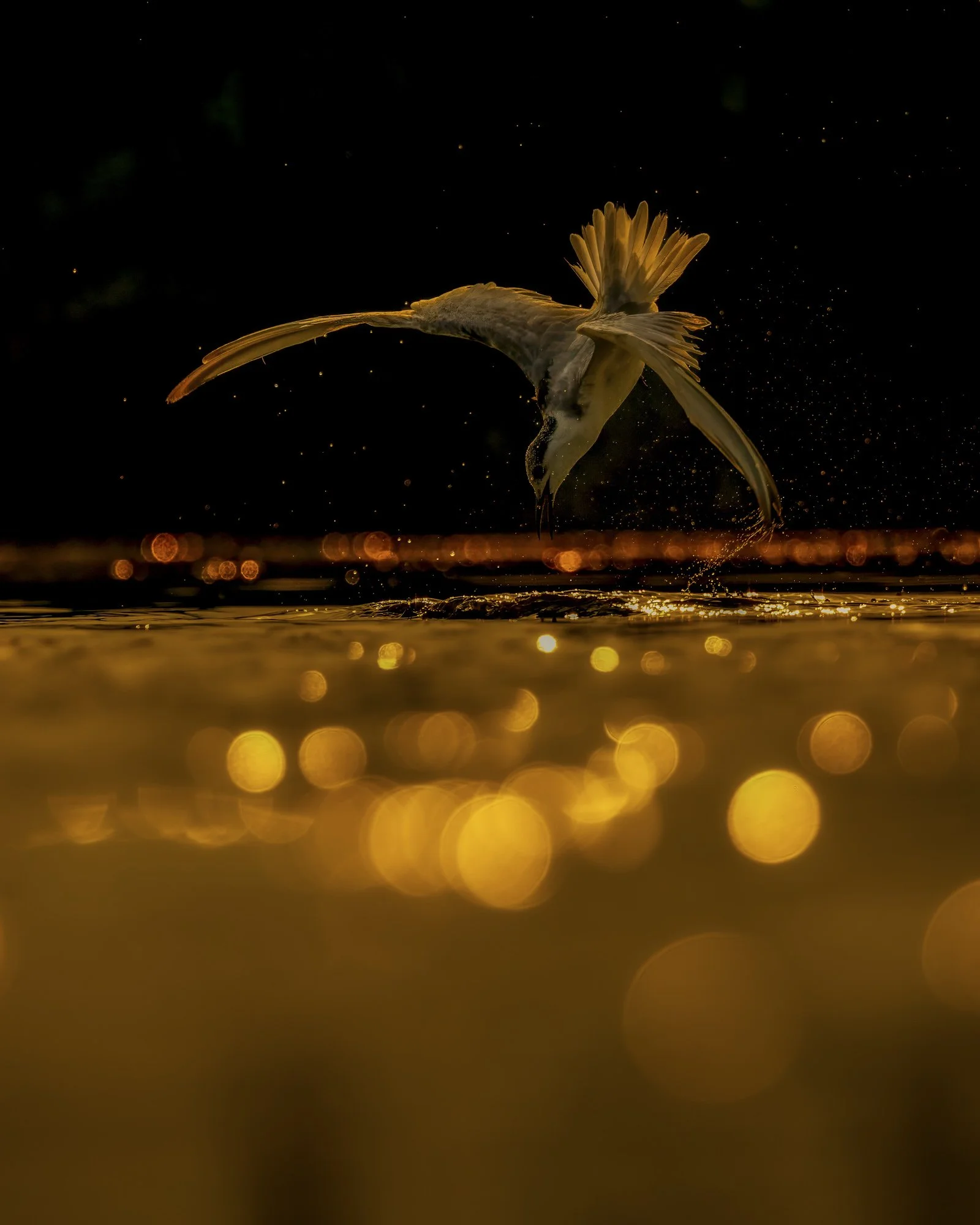 Liquid Gold