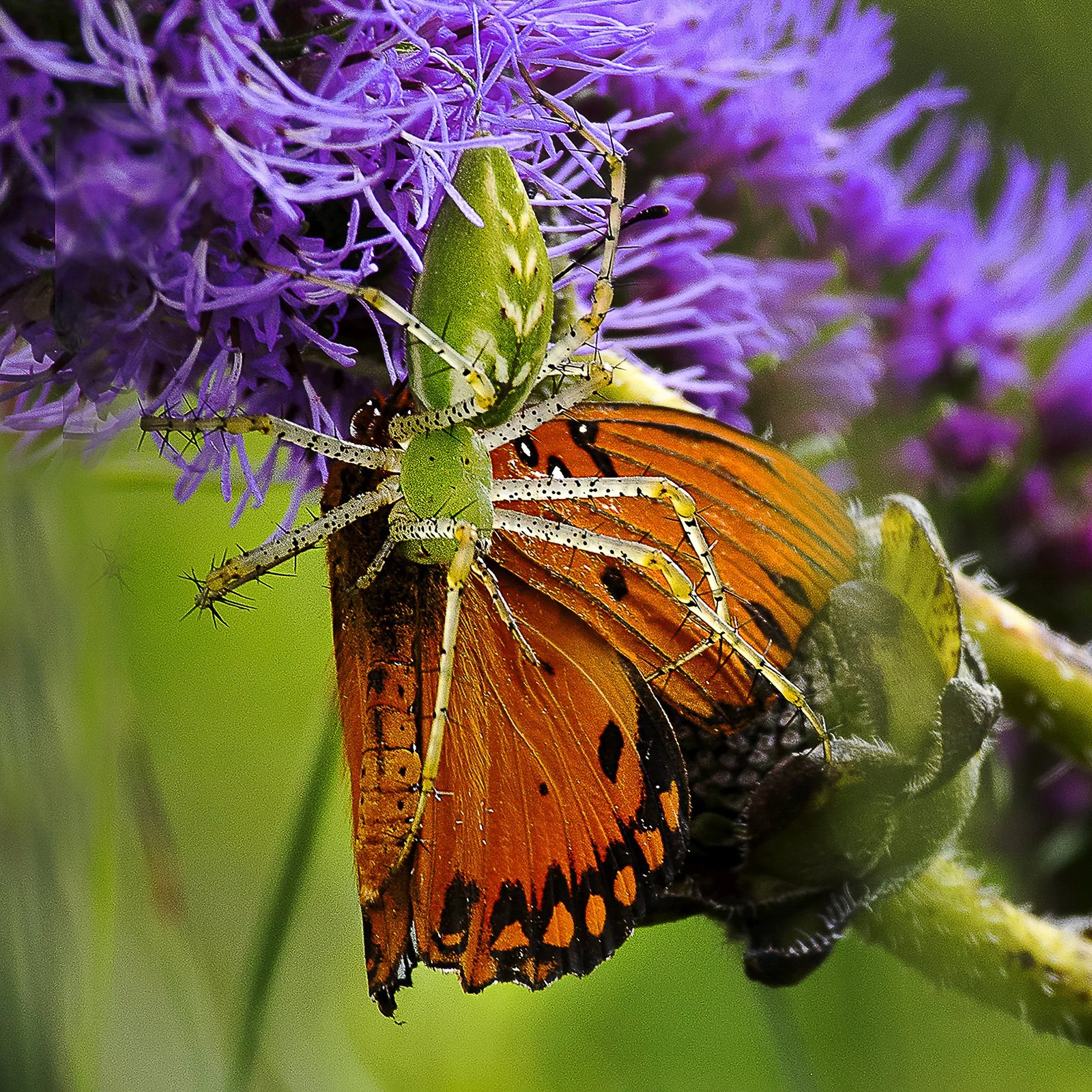 037-Wild_Kauffman_000028_742216_608598_17699-.jpg