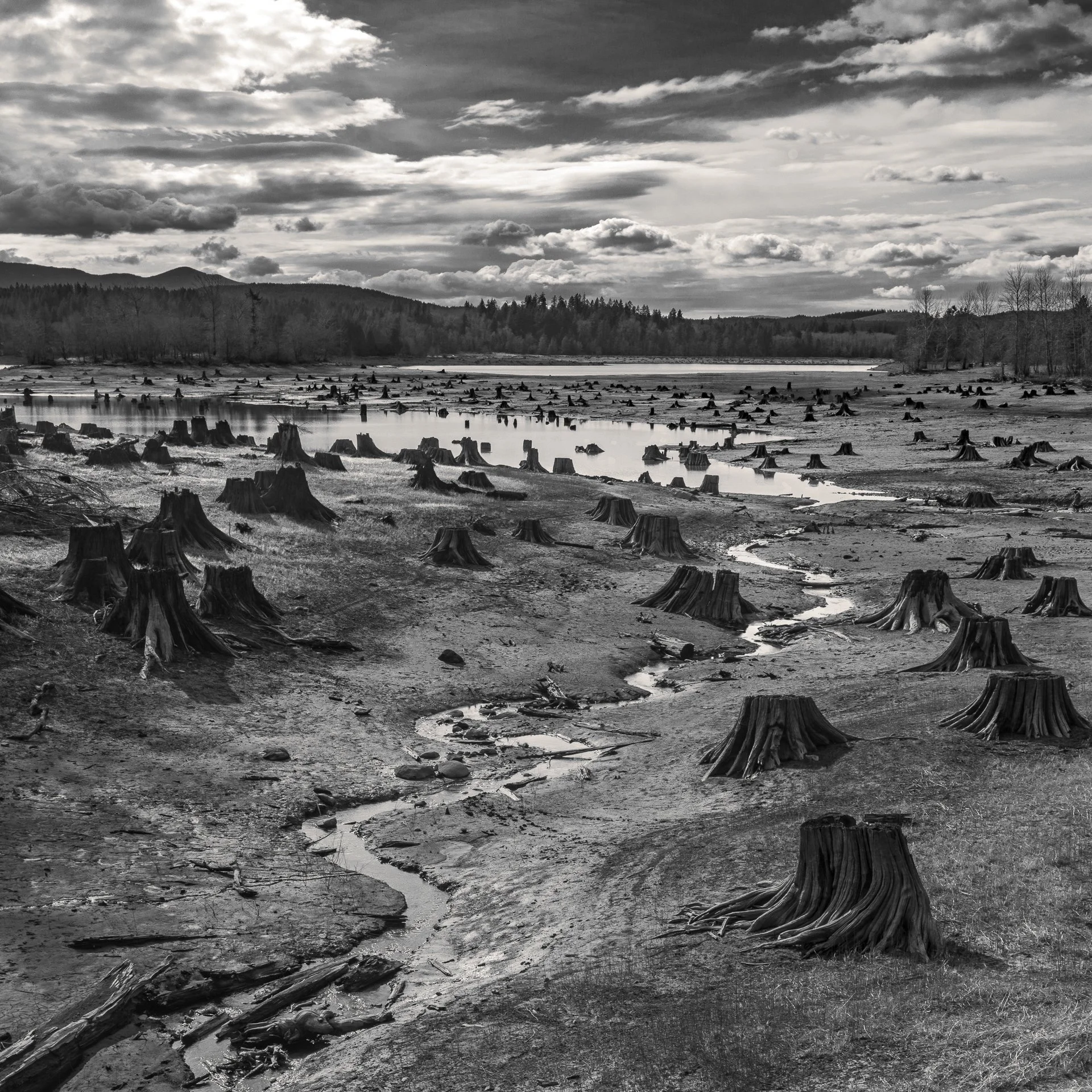 "Stumps, Nisqualy River Dam, Alder Lake, Washington" by Hal Gage