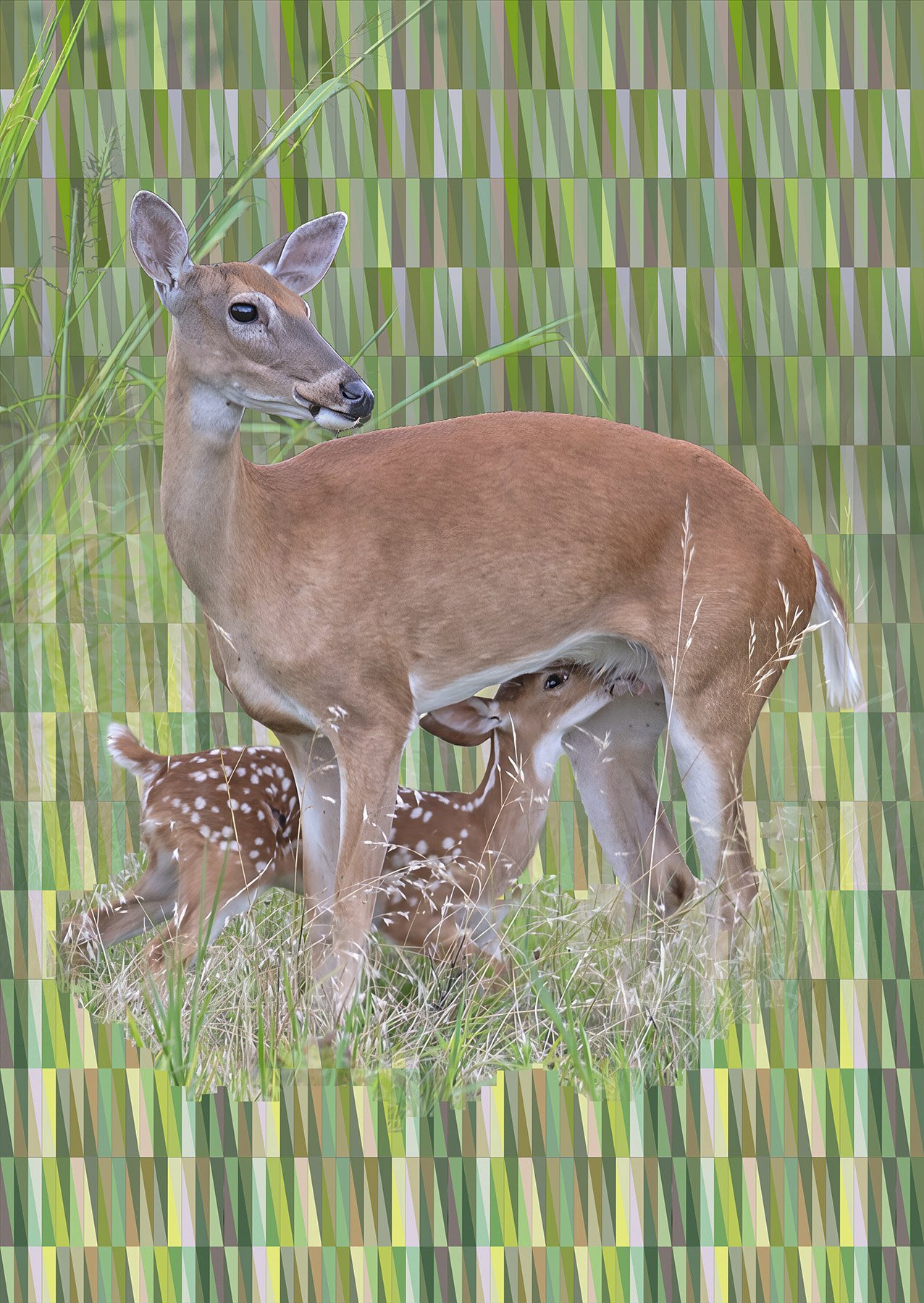049-Wild_Blow_000005_735868_556721_17699-.jpg