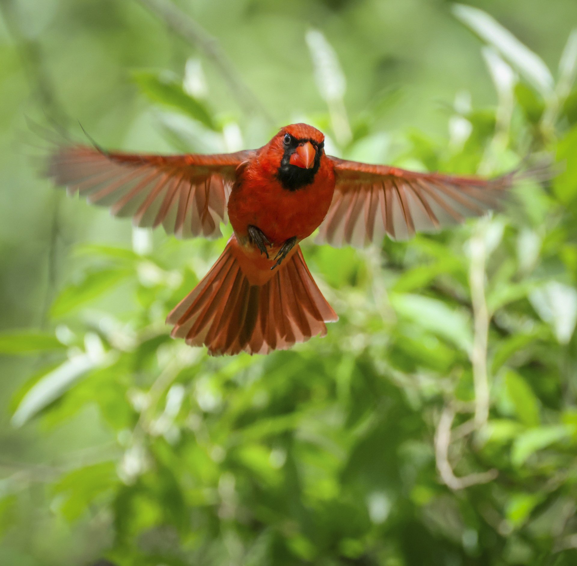 047-Wild_Thiele_000062_718891_155792_17699-.jpg