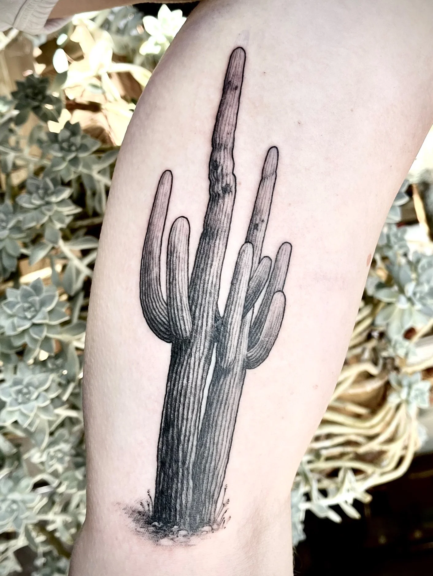 Black tattoo of a cactus on a person's arm.