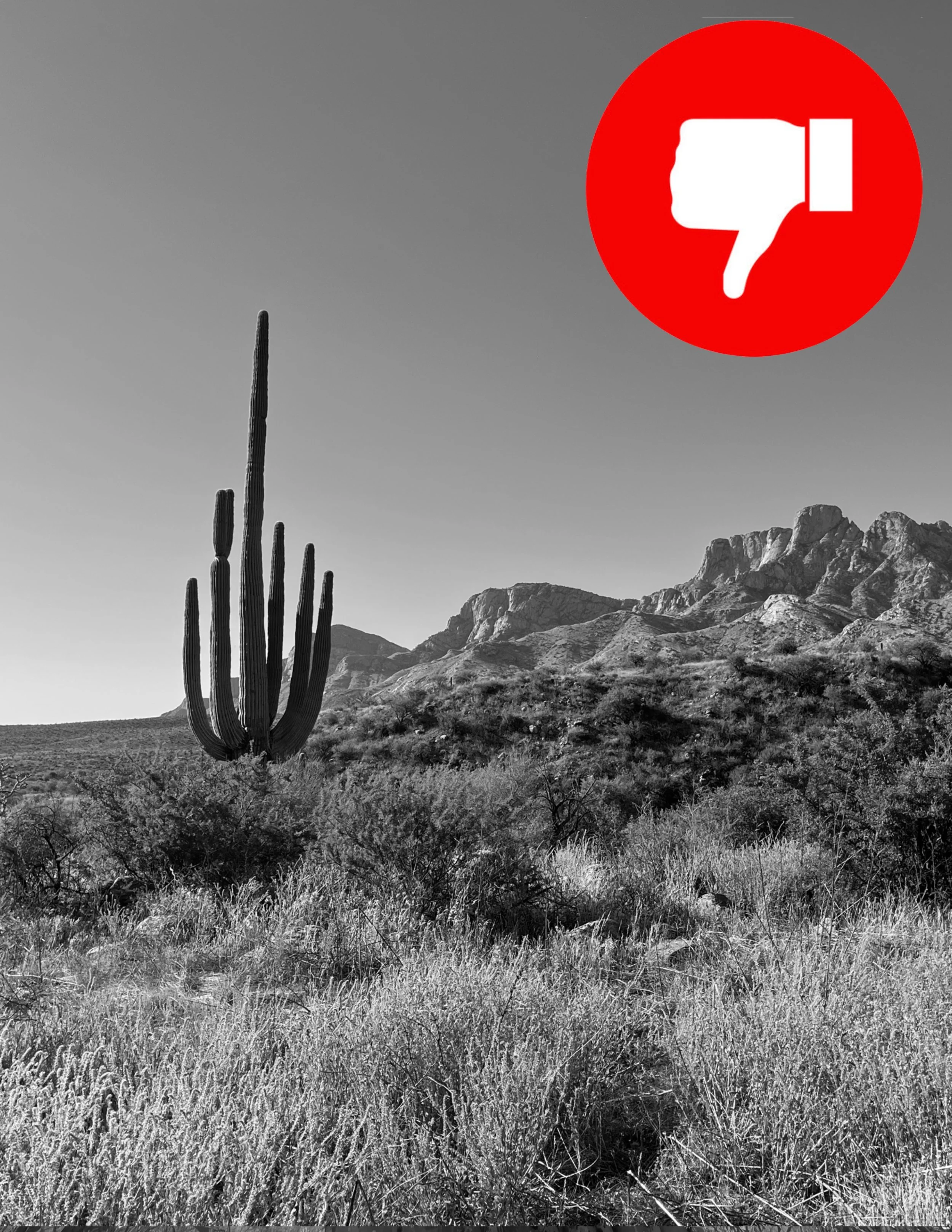 BAD PHOTO REFERENCE: Too far away, can't see the whole saguaro or any details