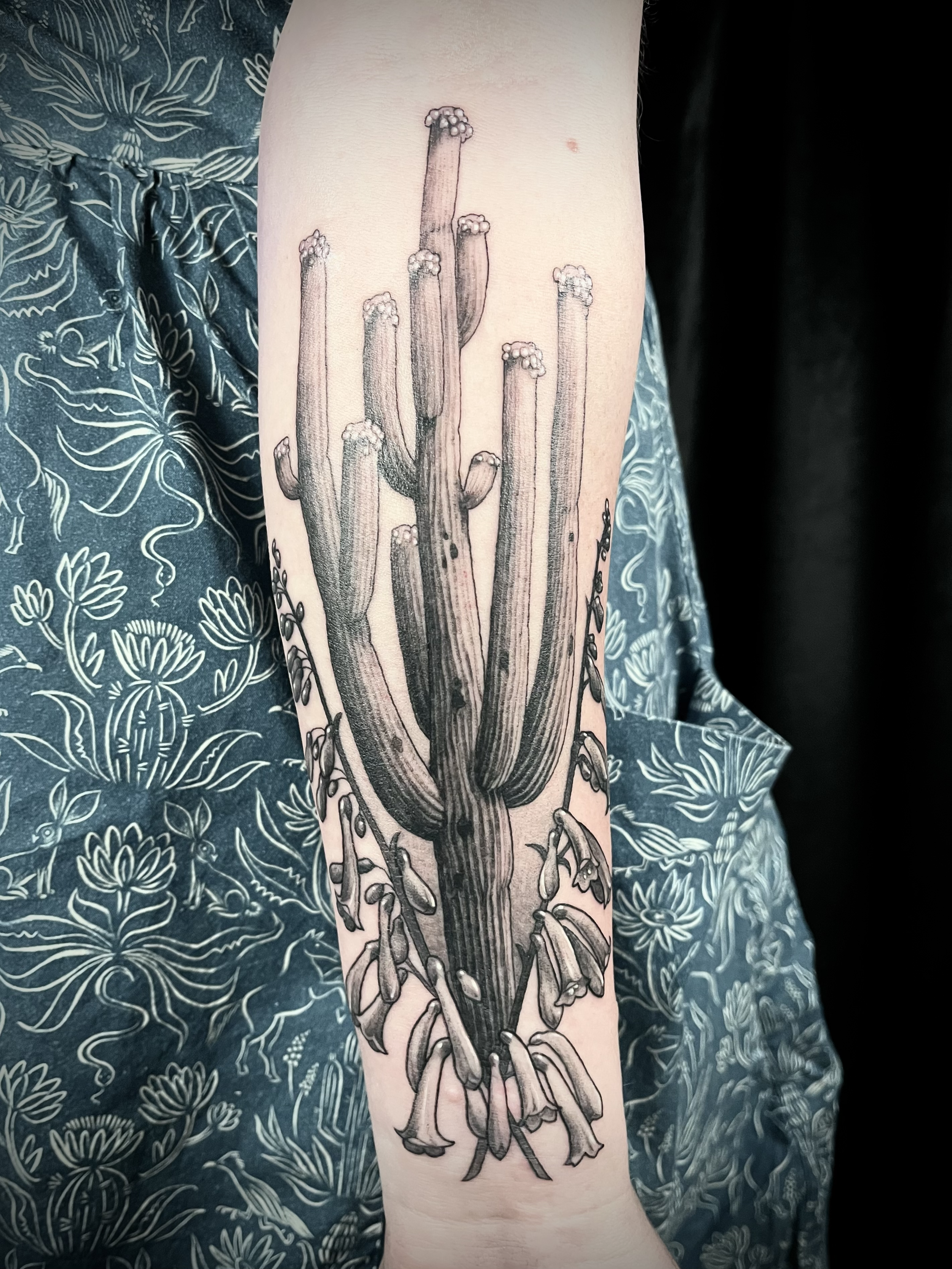 Black and gray tattoo of a cactus with multiple arms on a person's forearm.