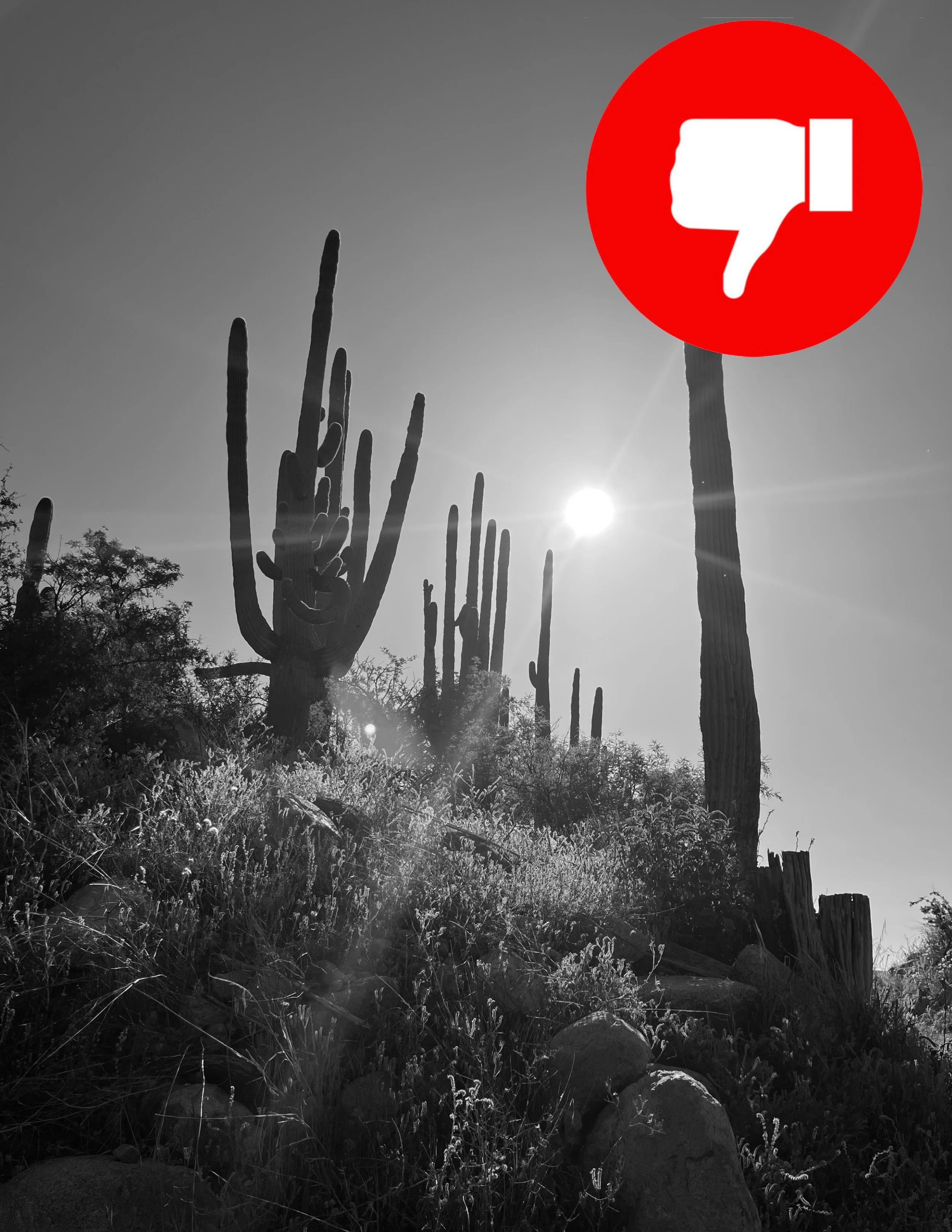 BAD PHOTO REFERENCE: The sun is behind the saguaro, so the whole thing is in shadow.