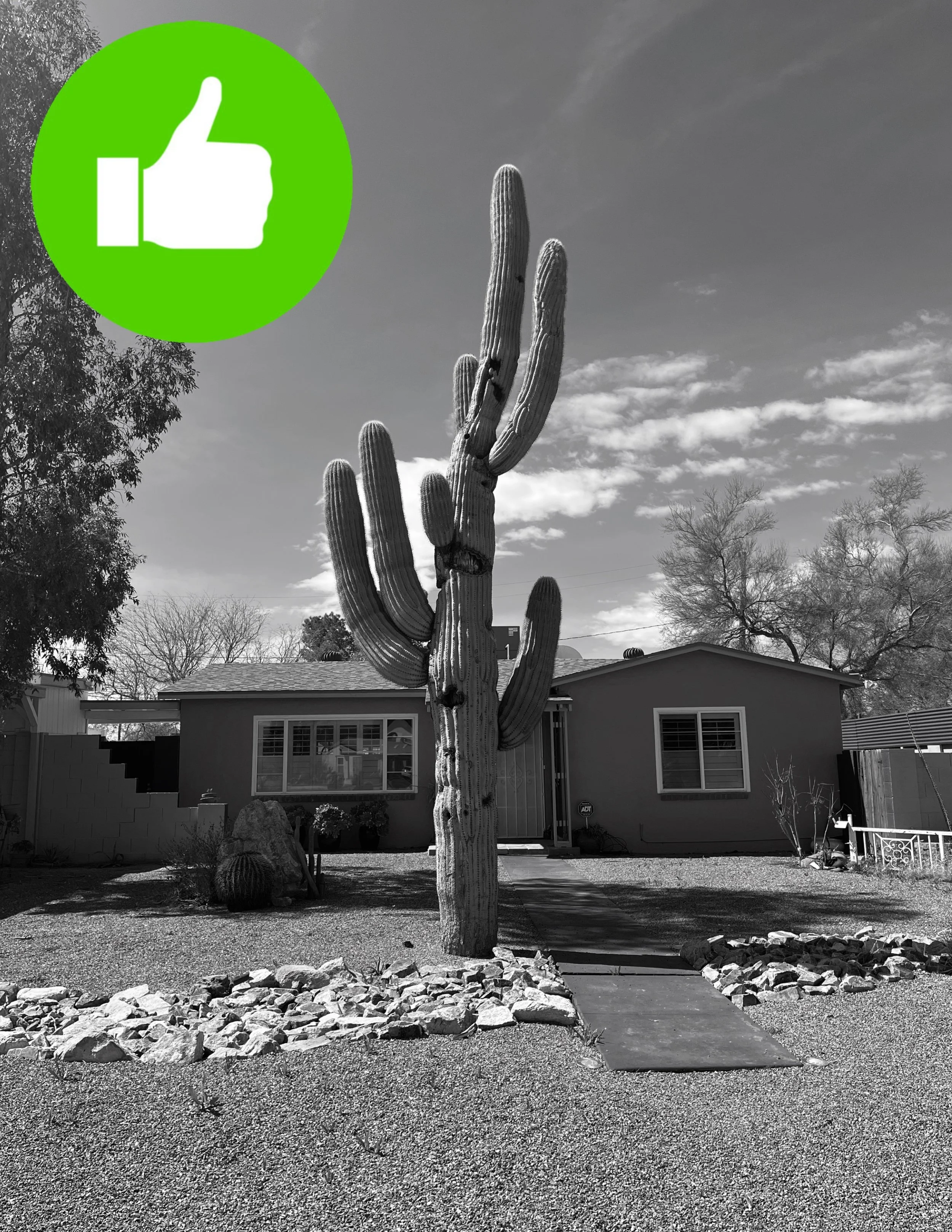 GOOD PHOTO REFERENCE: You can see the entire saguaro, it has sharp details, and the position of the sun is creating a good combination of highlights and shadows