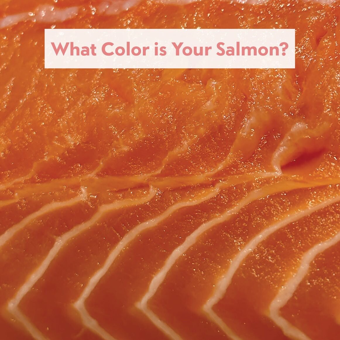 Did you know farmed salmon is dyed? My new artist&rsquo;s book &ldquo;What Color Is Your Salmon&rdquo; published by @publicationstudio premieres this weekend at the fourth annual book fair &ldquo;Press Play&rdquo; organized by @pioneerworks. The even