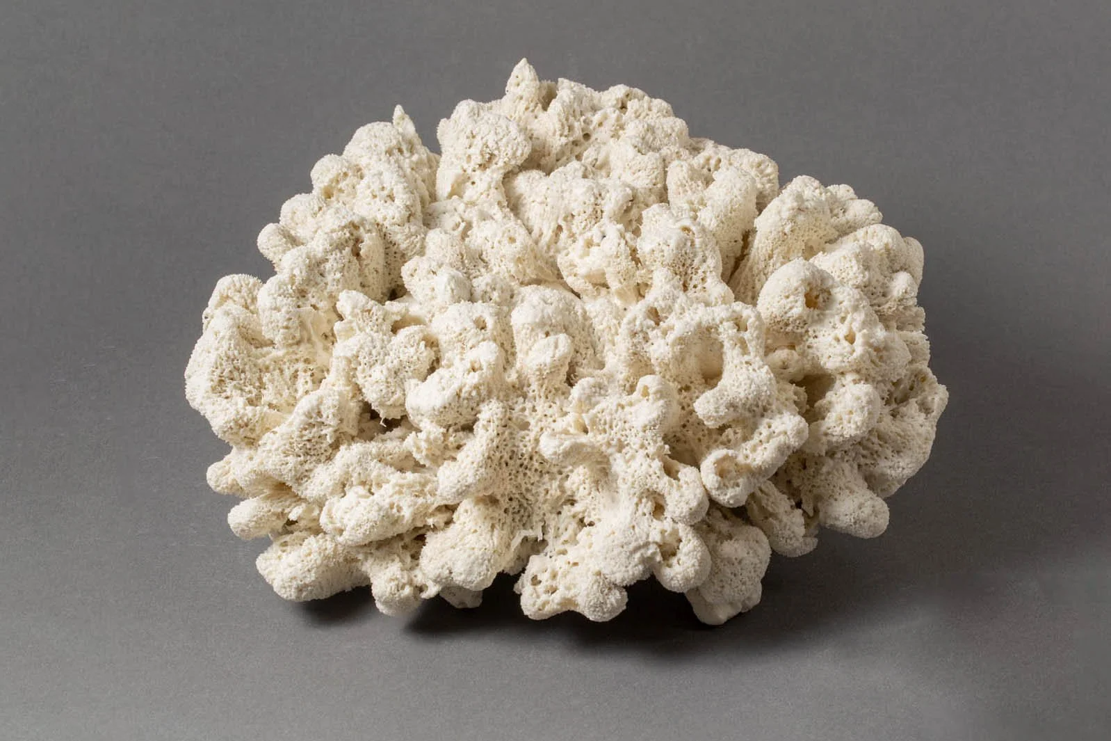 Biota — Suzanne Anker