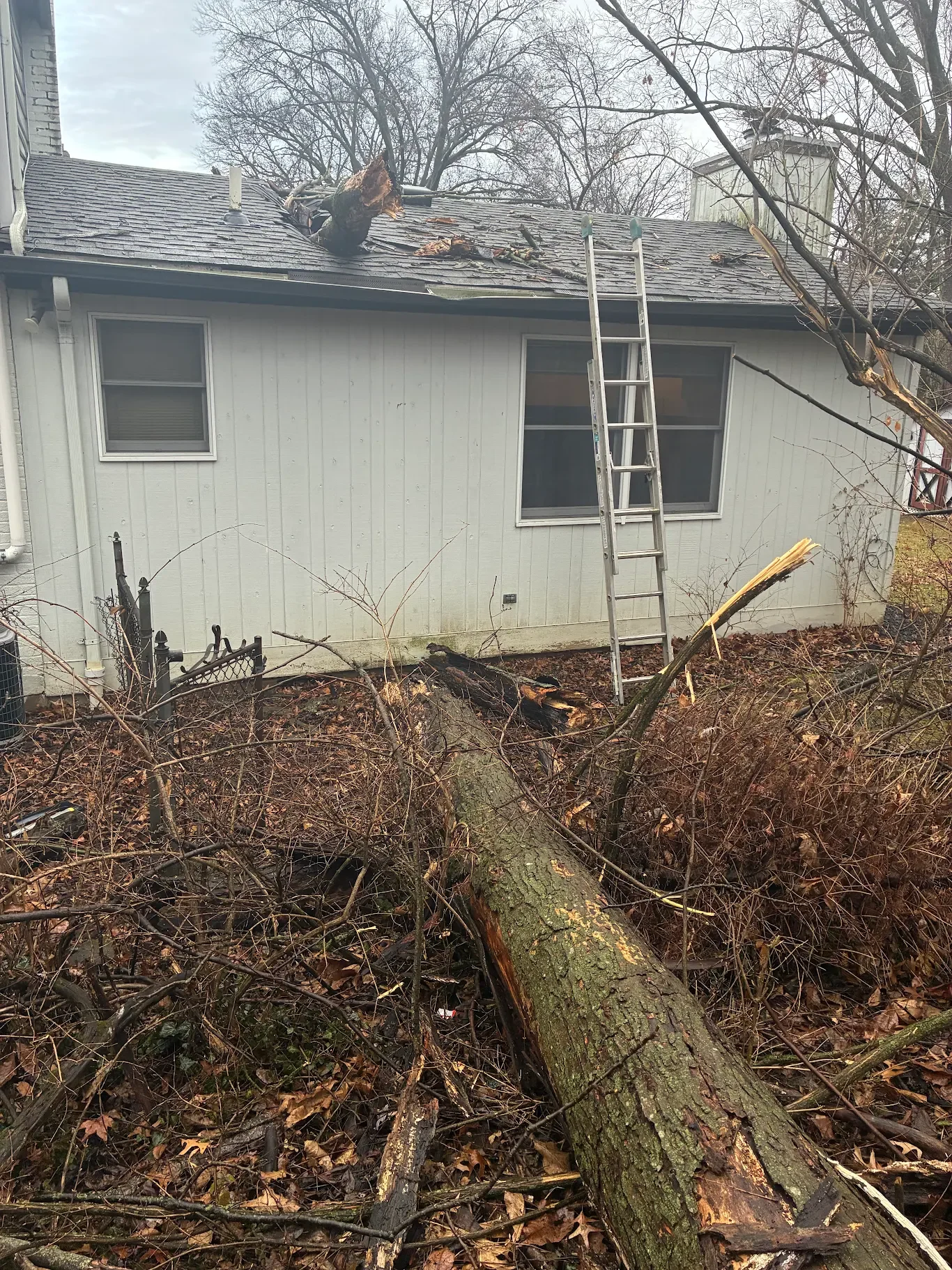 A photo of a large tree branch that fell through the roof of a Riegler Contracting customer's home.