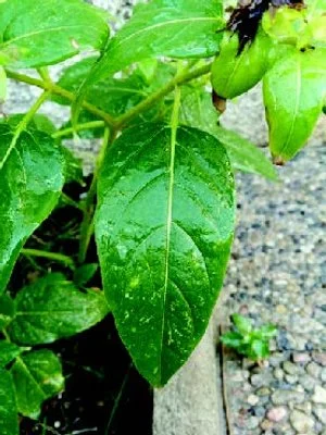 With Oil Leaf.jpeg