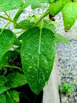 Without Oil Leaf.jpeg