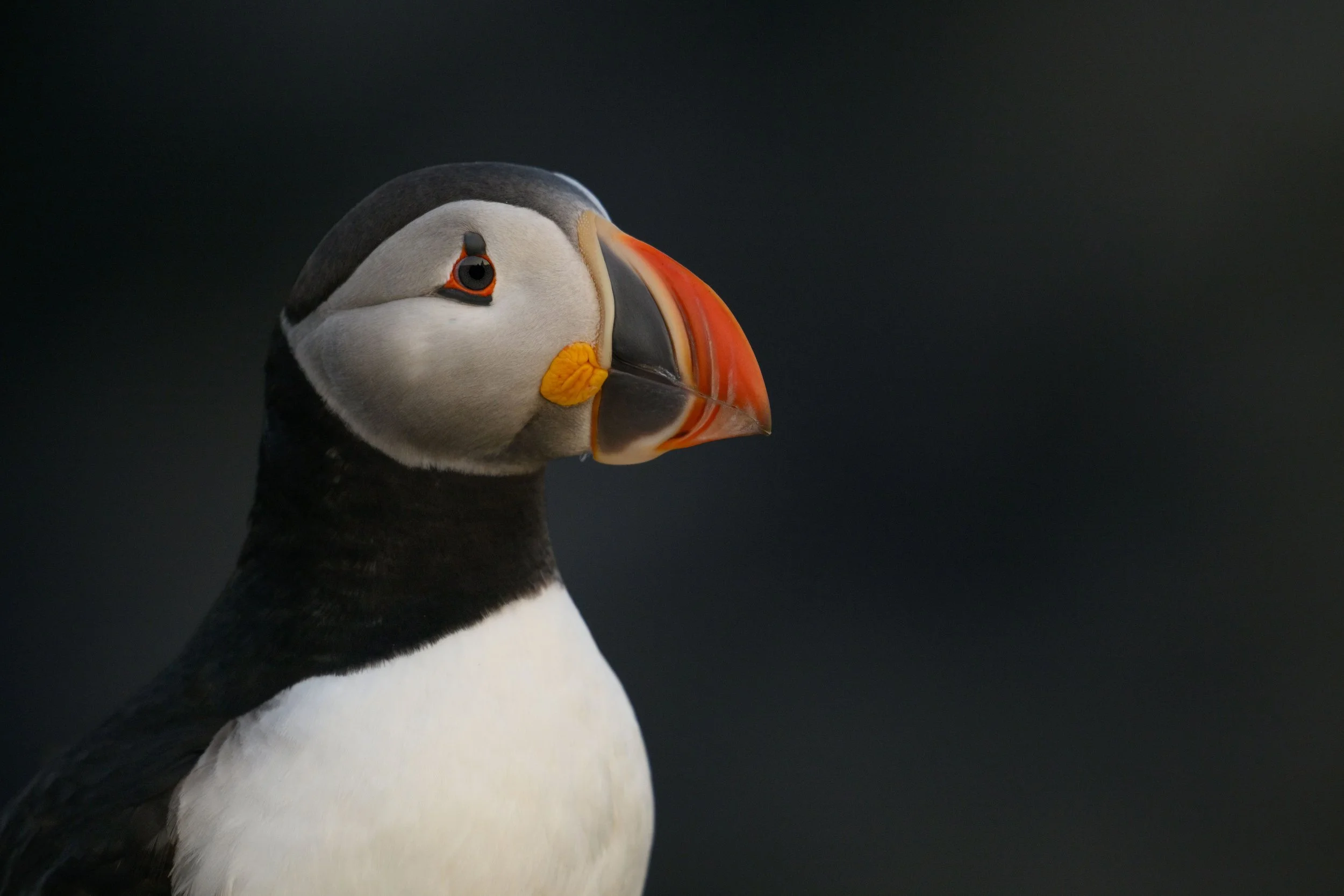 Atlantic Puffins : Andy Wlasniewski