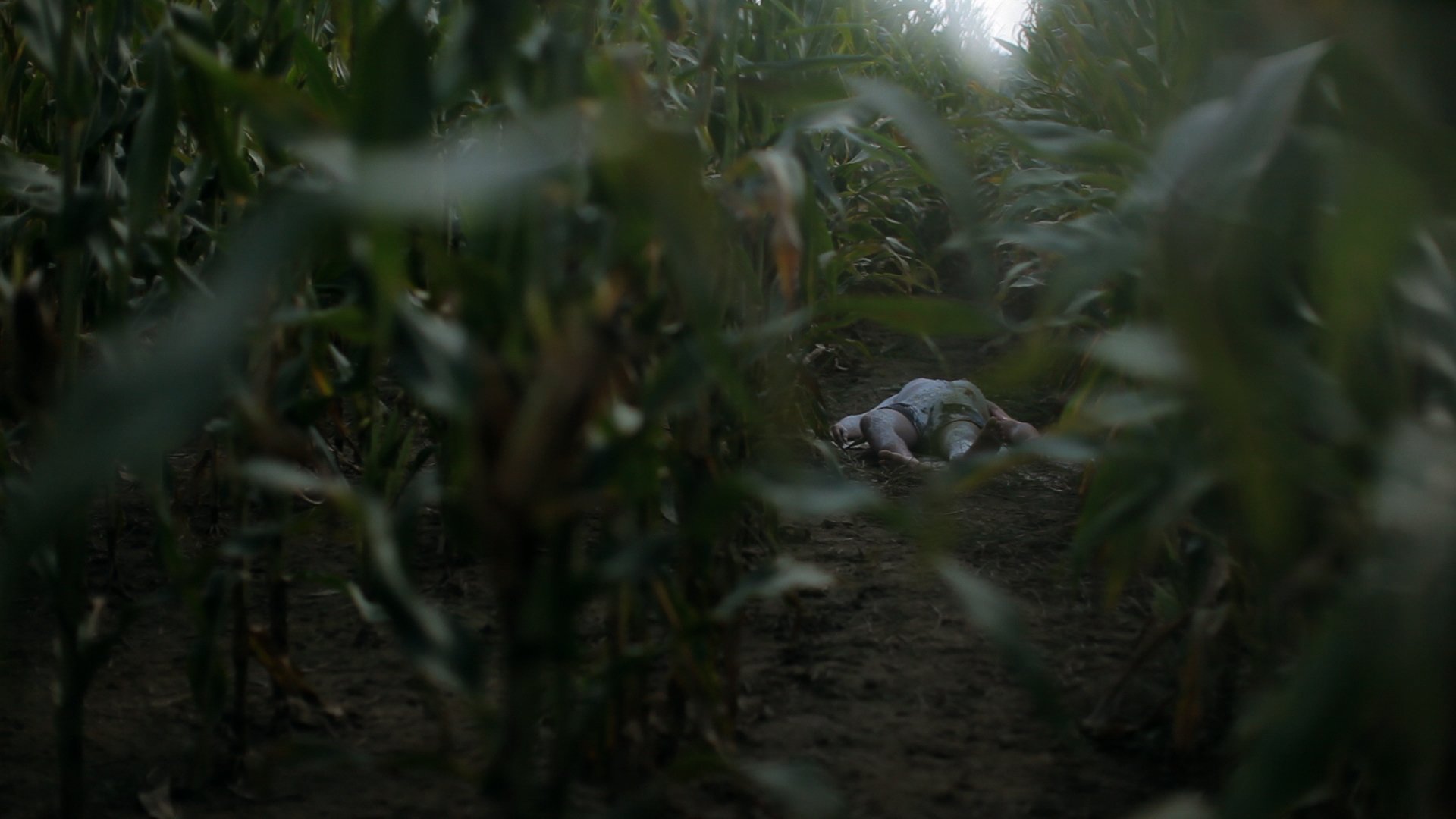 body in cornfield copy.jpg