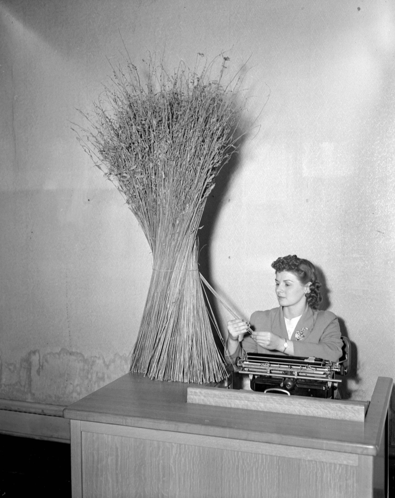 First hemp bundle in Lexington, IL, Circa: 1943, Source: Elizabeth MacPhail