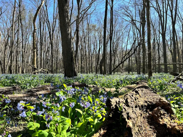 The Bluebells at Merwin Nature Preserve, Circa: 2025, Source: Parklands Foundation