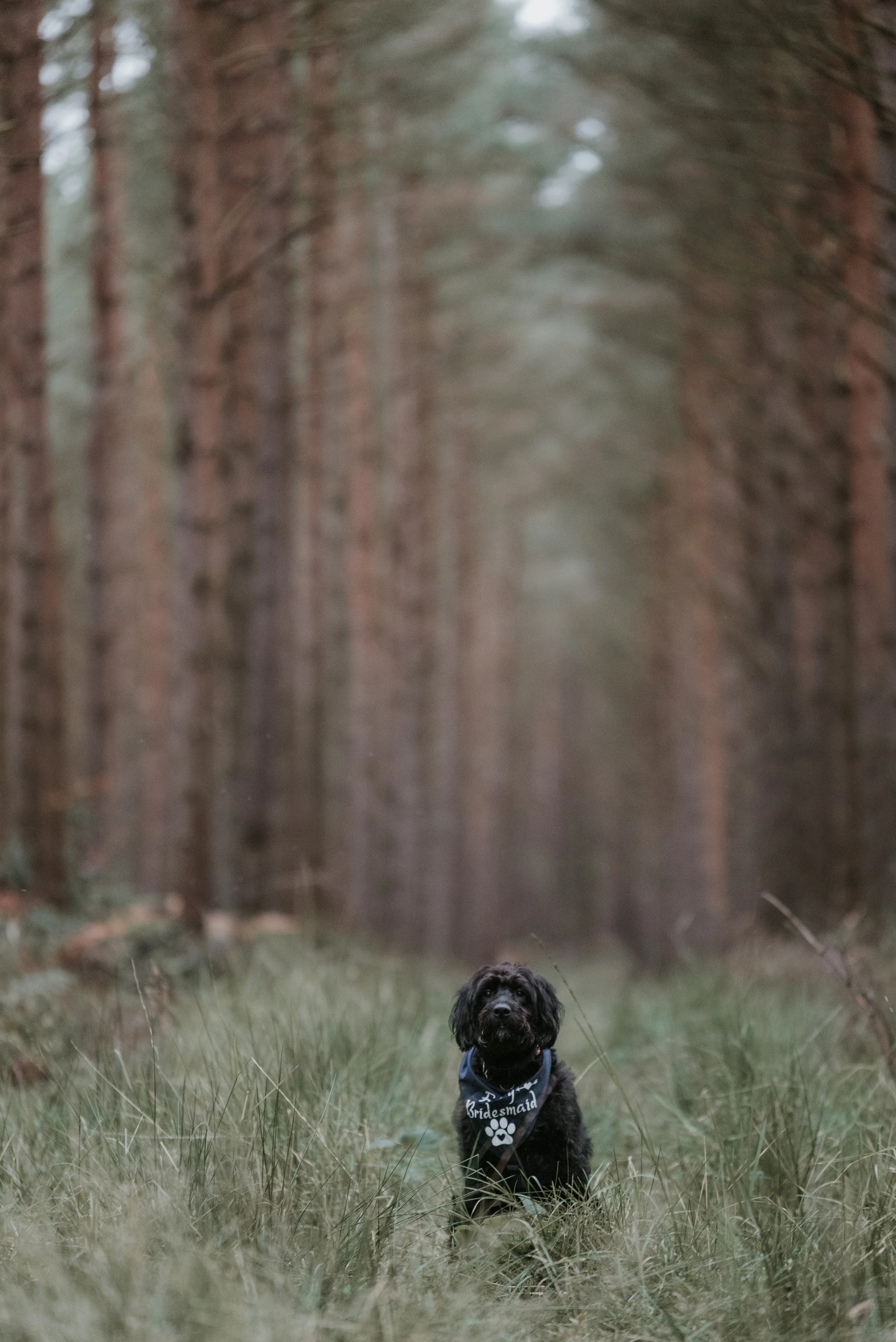 Lollie Healey 1-36.jpeg