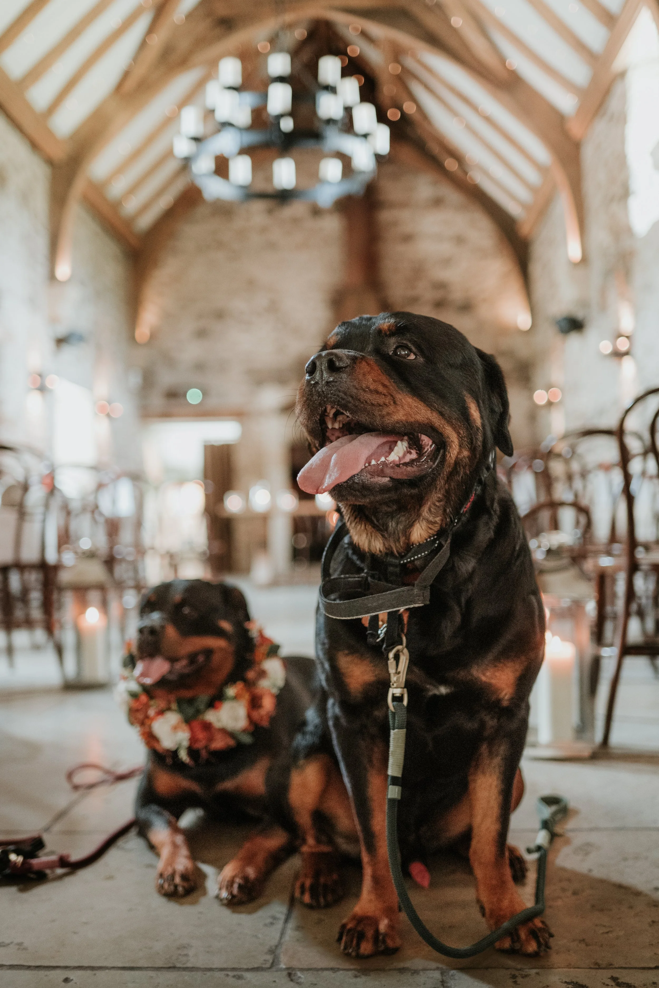 Nova & Rex HB-19.jpeg