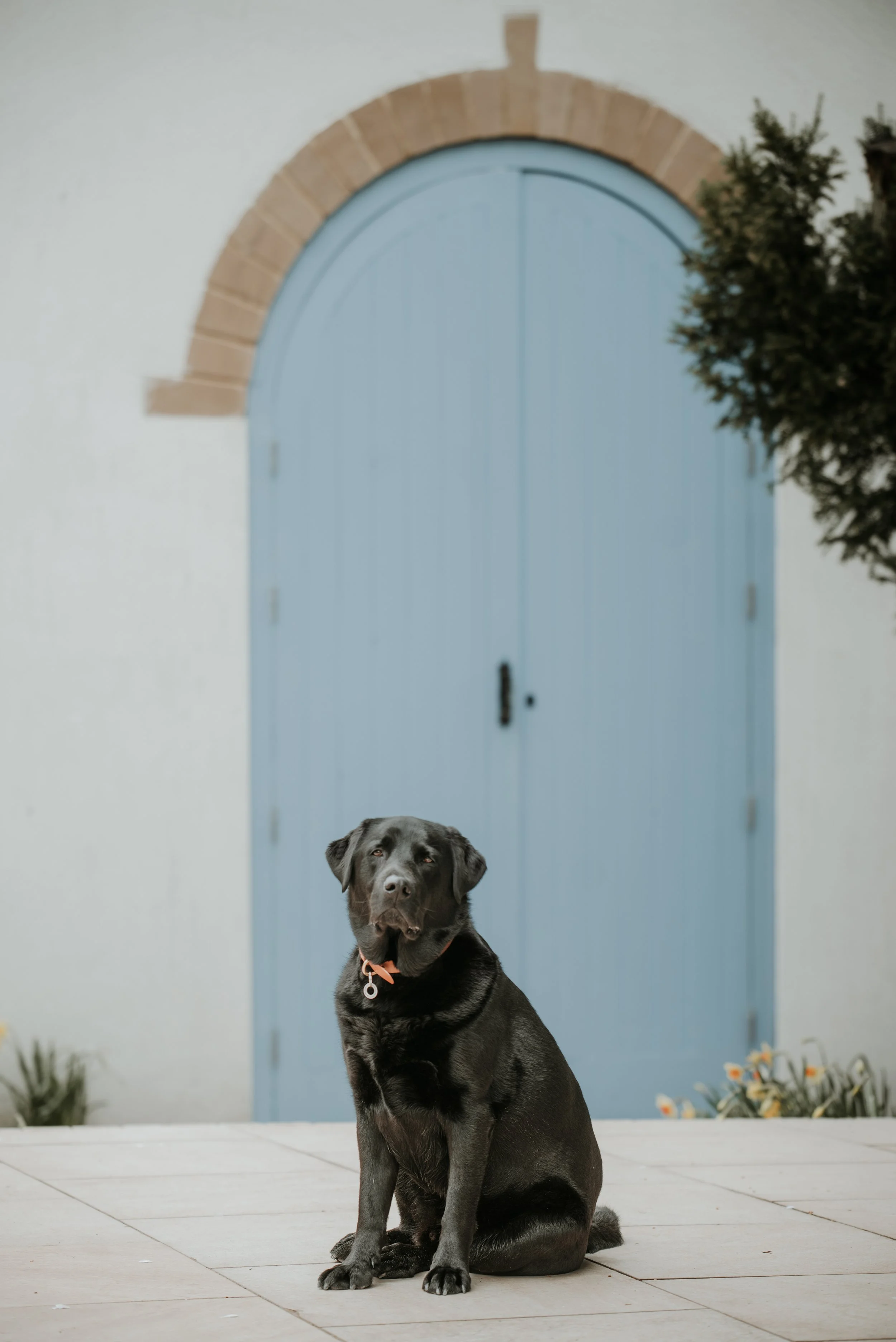 Ozzy WH Final edit_-50.jpeg