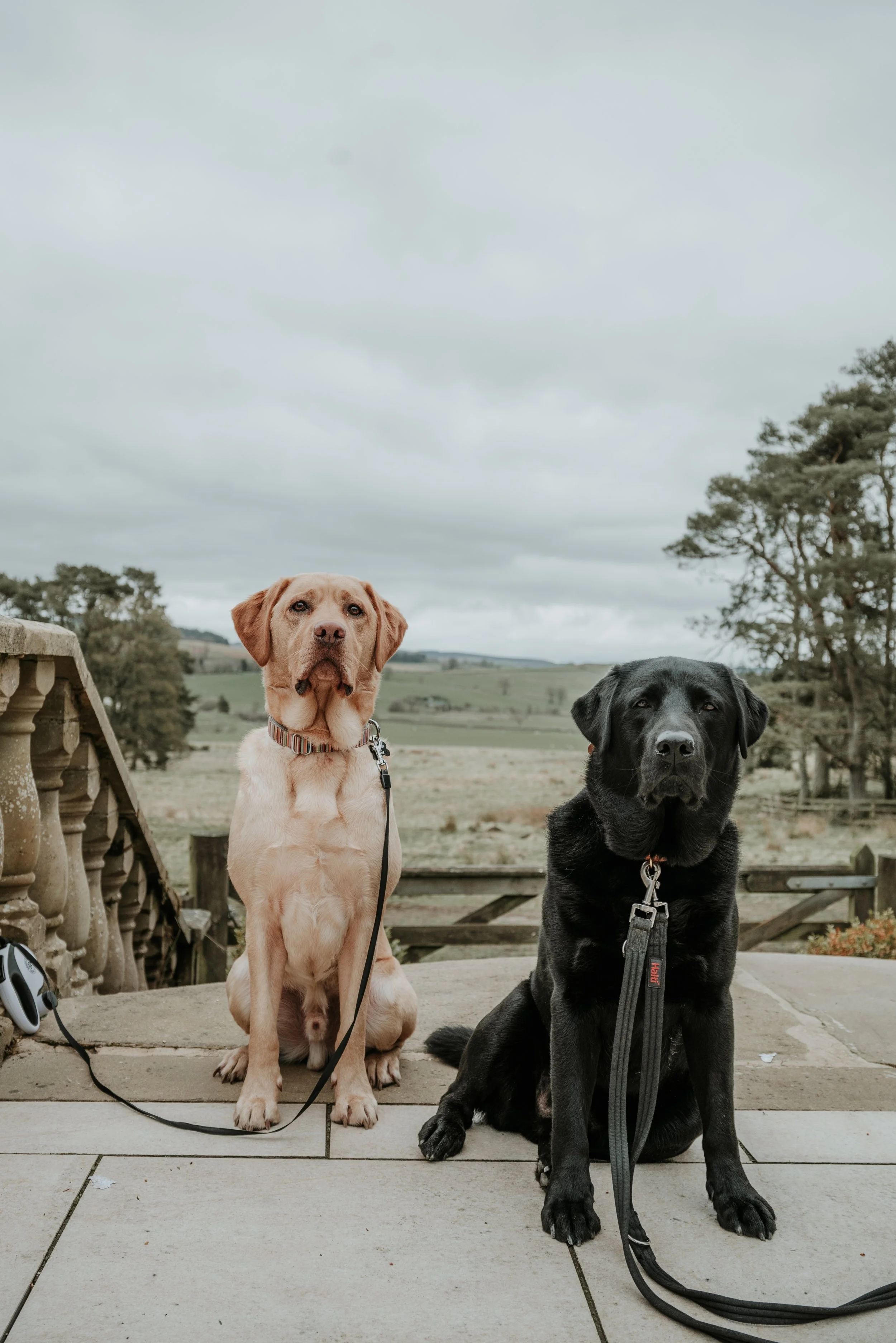 Ozzy WH Final edit_-41.jpeg