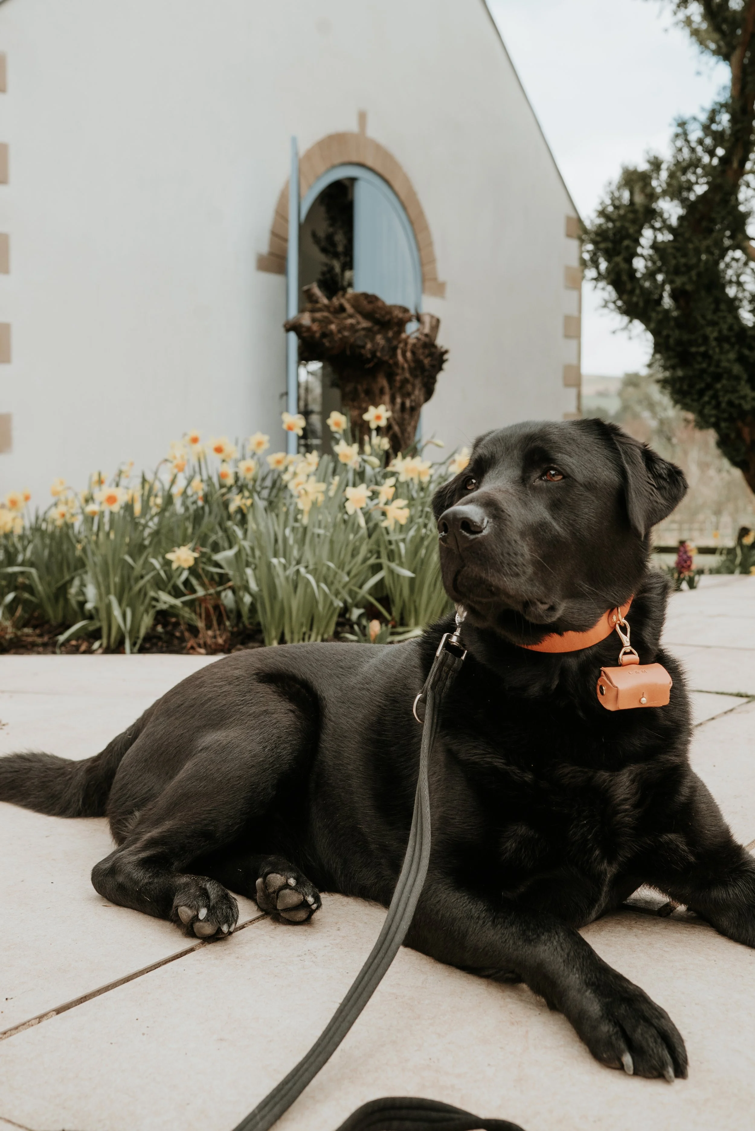 Ozzy WH Final edit_-6.jpeg