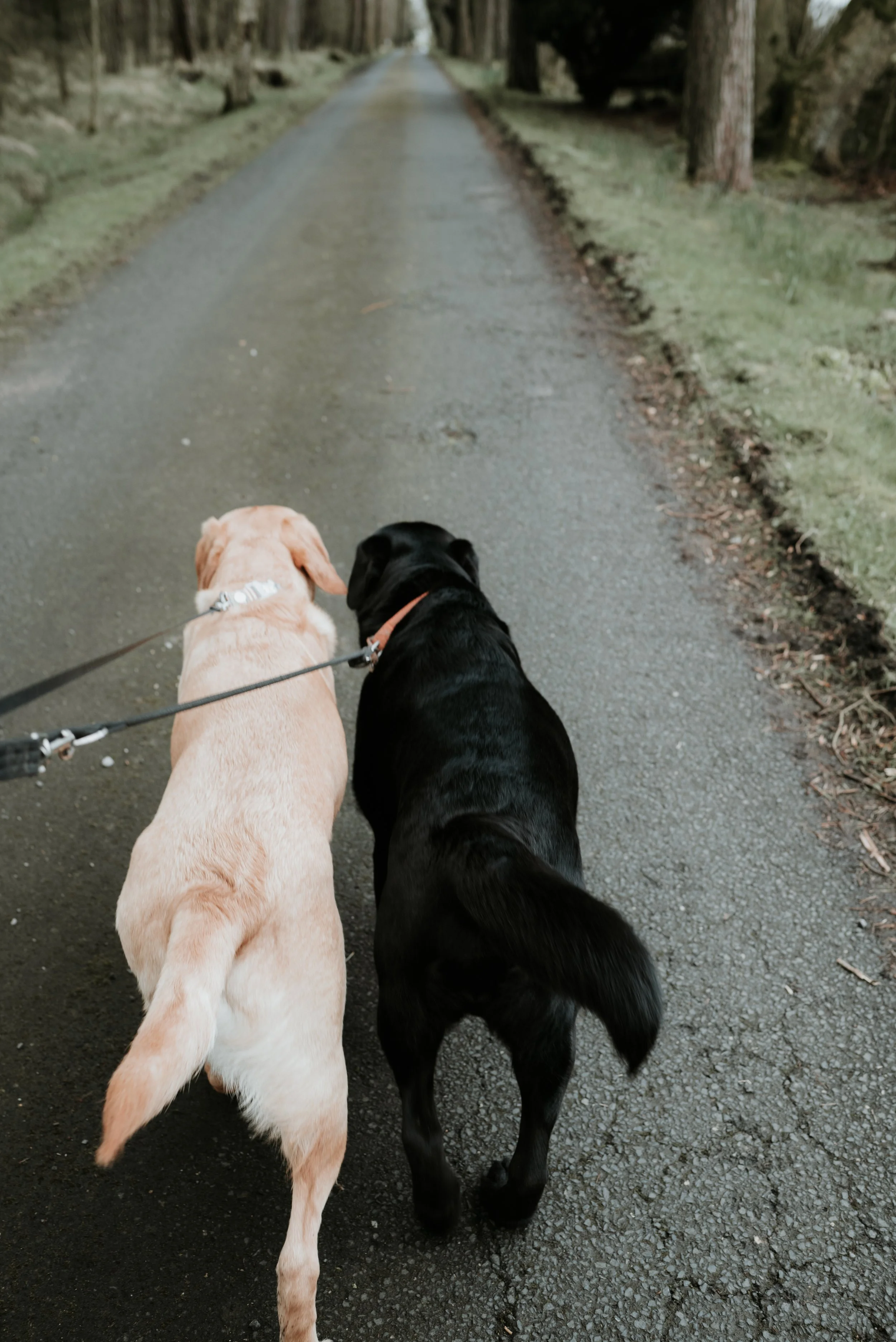 Ozzy WH Final edit_-3.jpeg