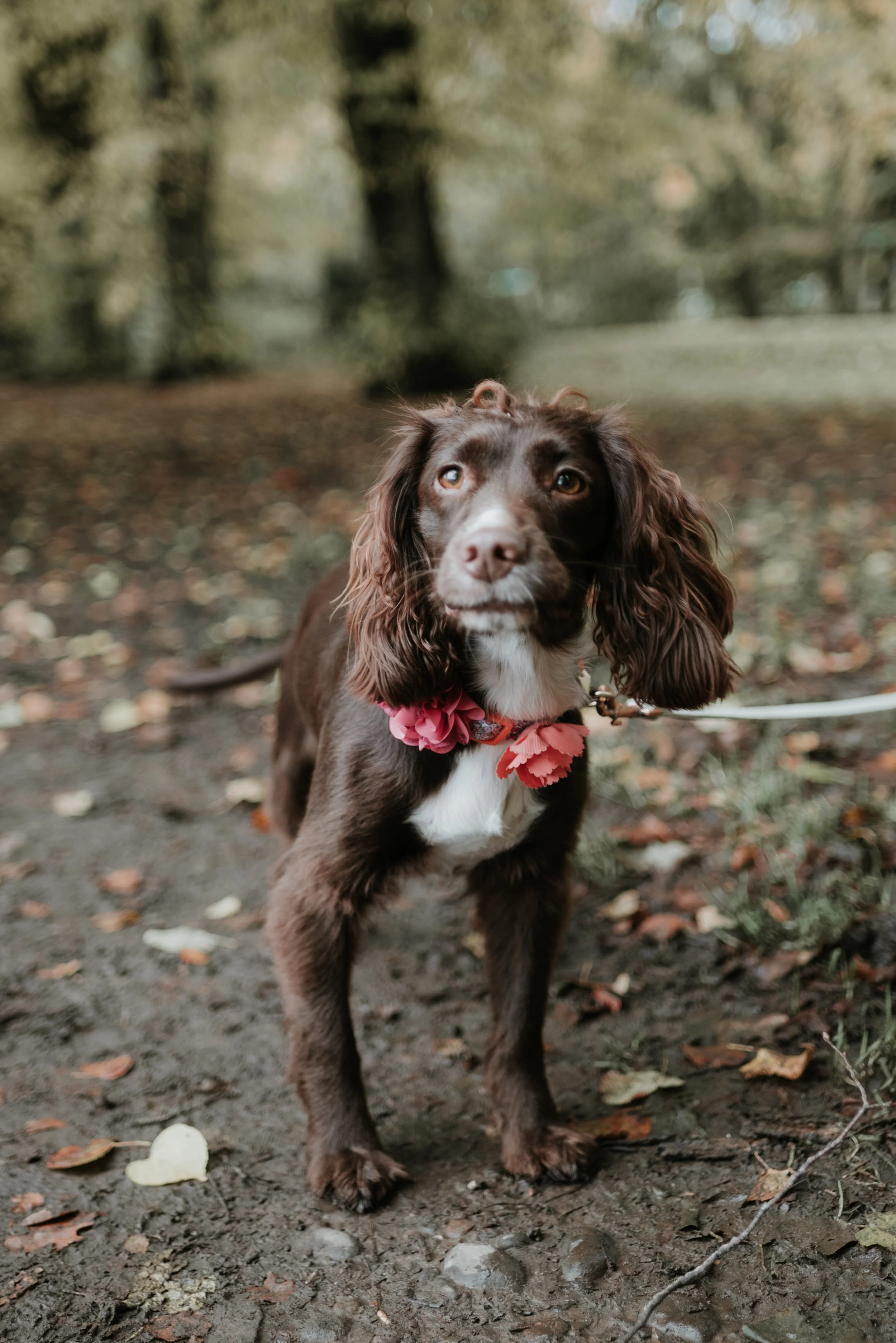 millie and bruno_-16.jpeg