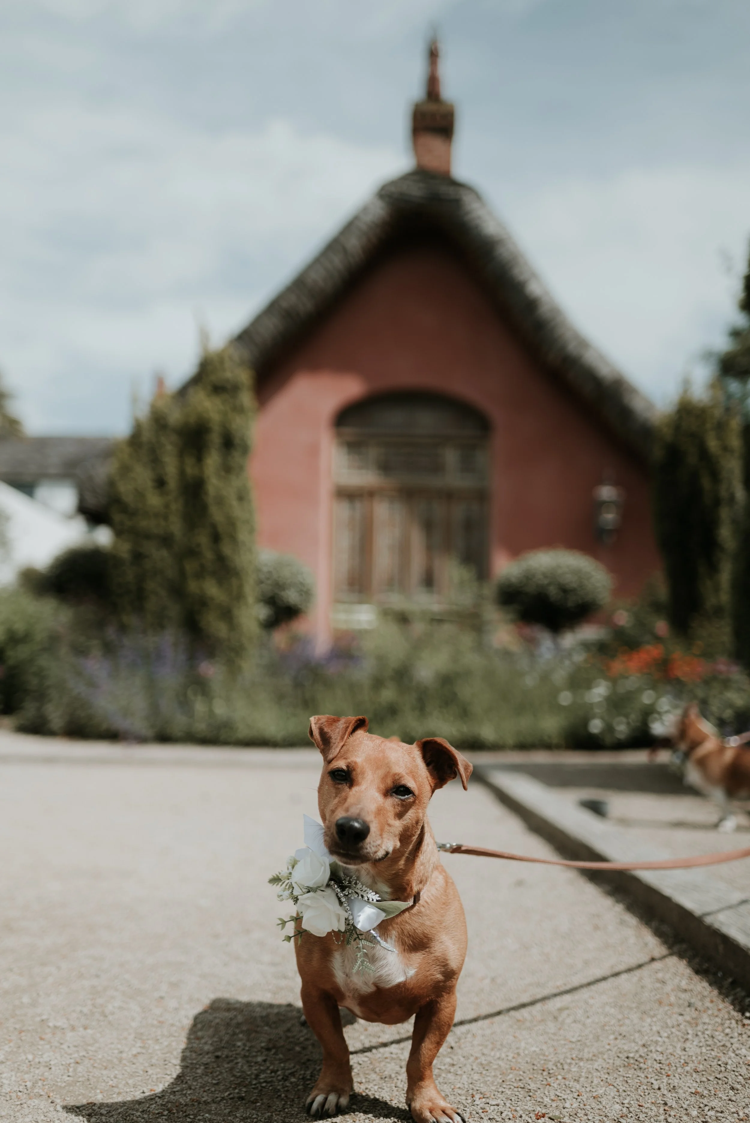 Frankie and Reggie_-33.jpeg