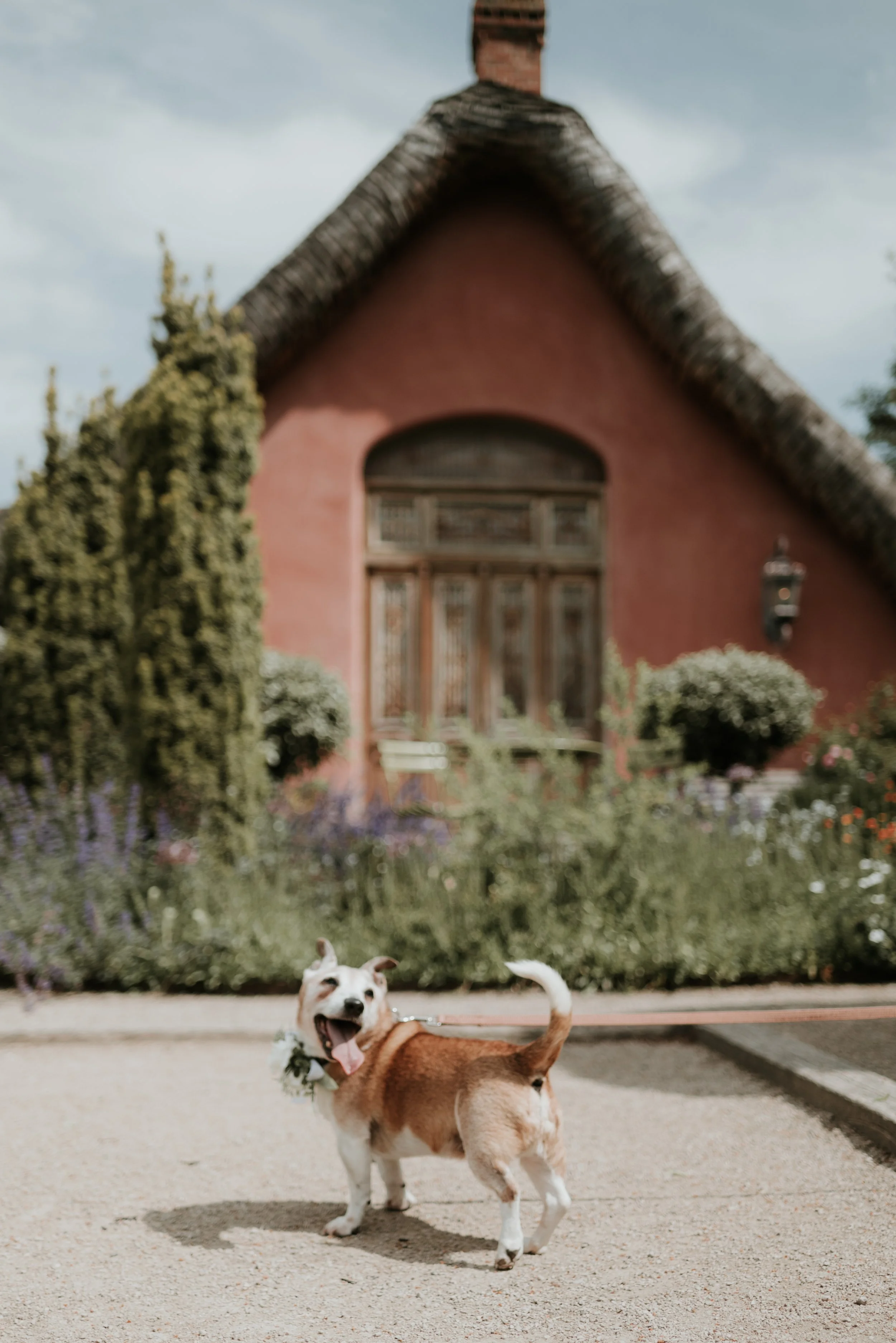 Frankie and Reggie_-28.jpeg