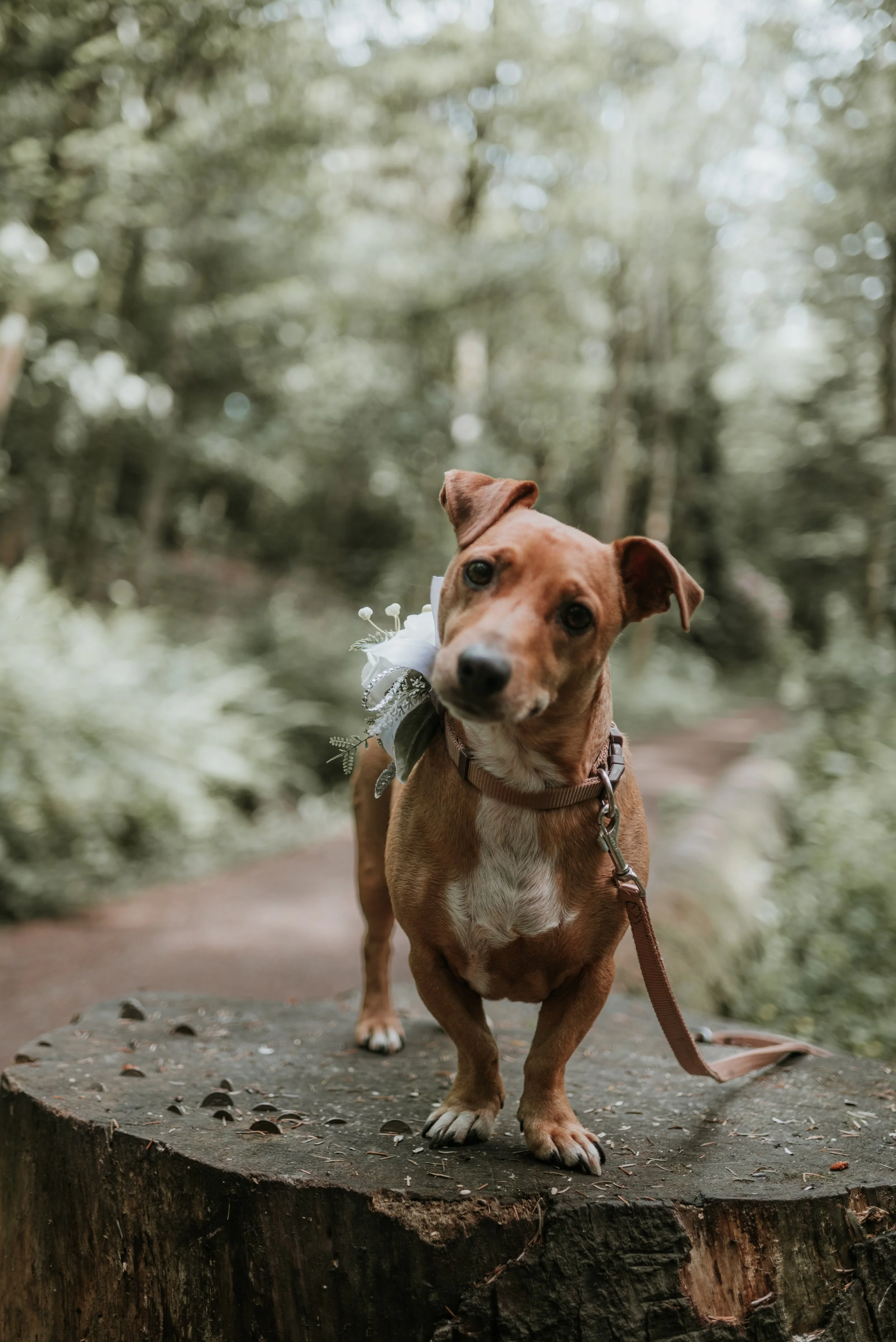 Frankie and Reggie_-36.jpeg