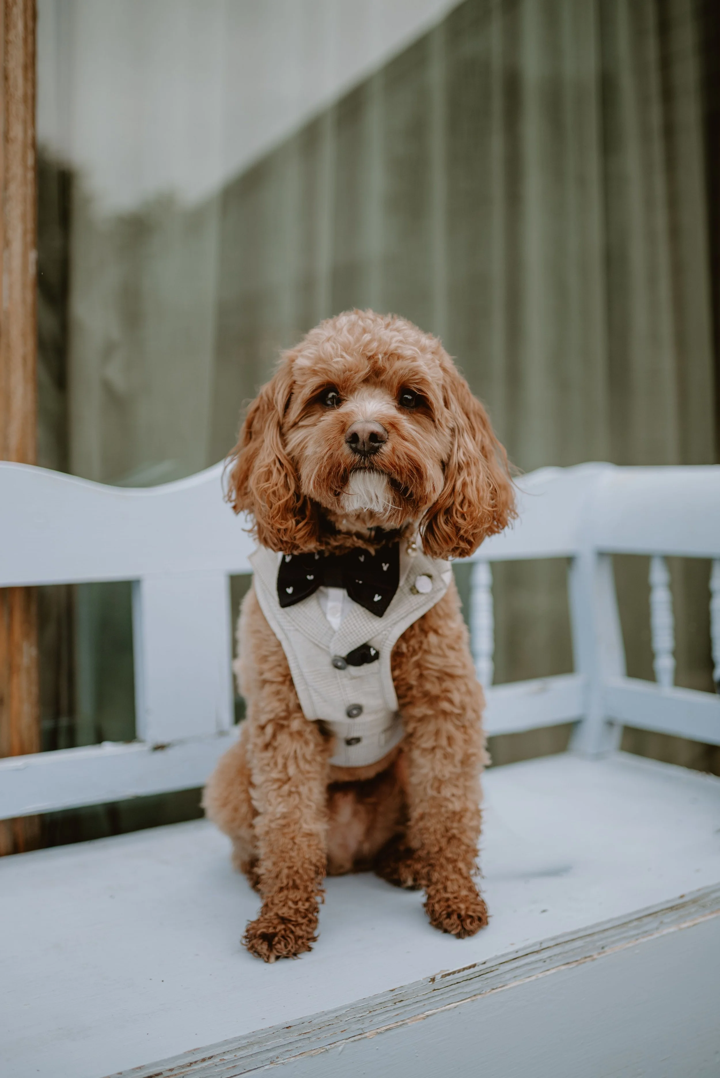 The Surprising Truth About Neutering and Agression