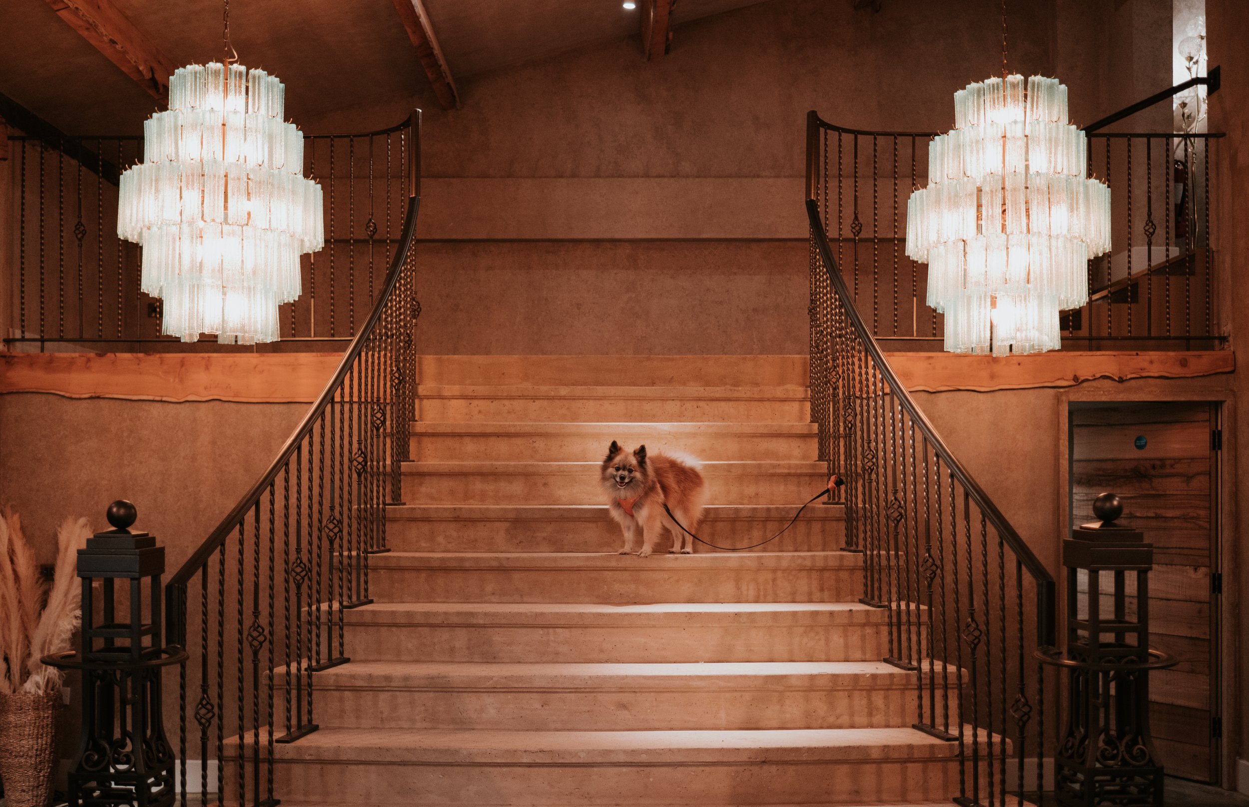 A small, fluffy dog standing on a grand wooden staircase with black wrought iron railings in a warmly lit interior space. Two large, elegant chandeliers hang from the ceiling, illuminating the scene.