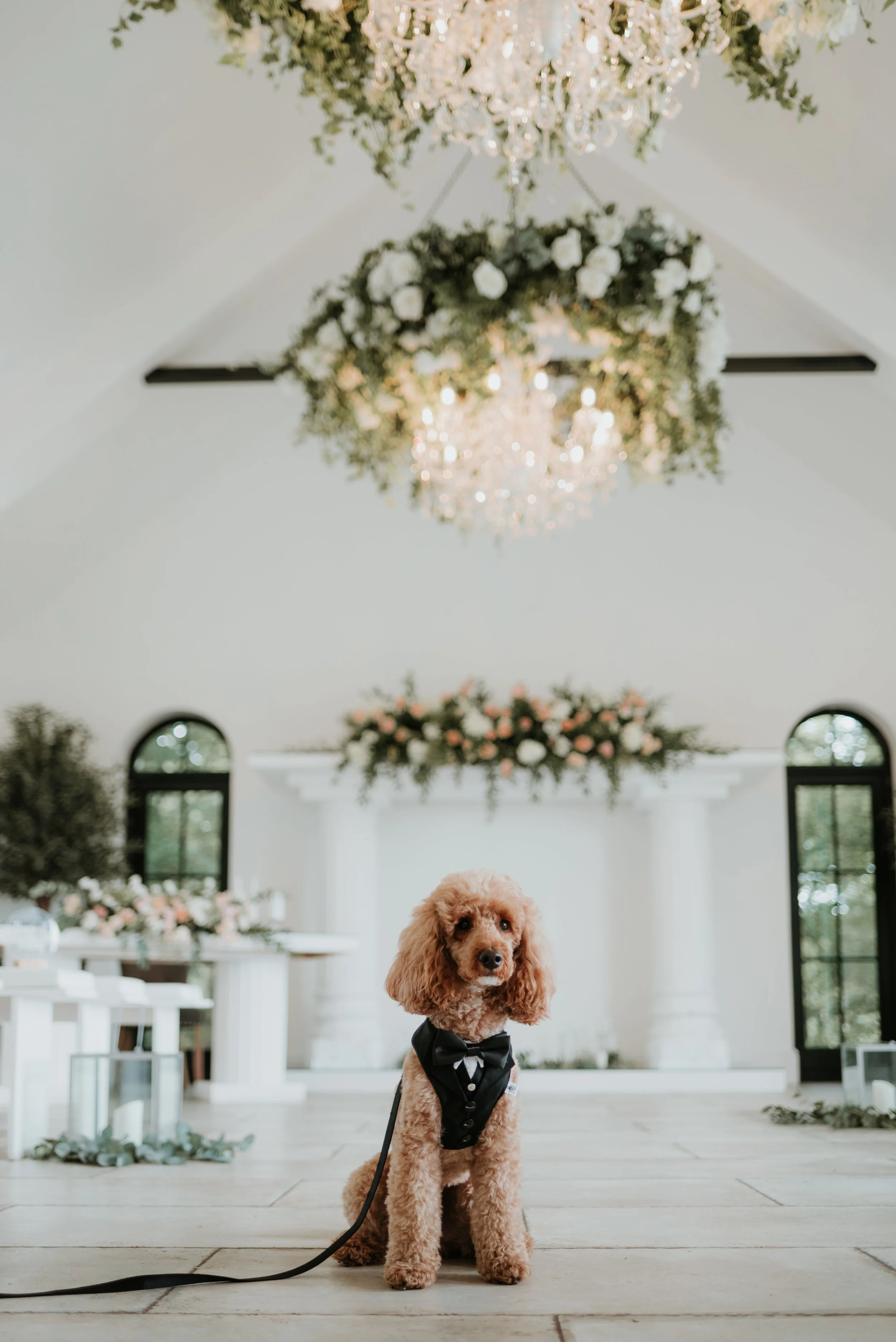 A tan poodle dog wearing a black tuxedo with a bowtie sitting on a wooden floor inside a decorated wedding venue with floral arrangements and chandeliers.