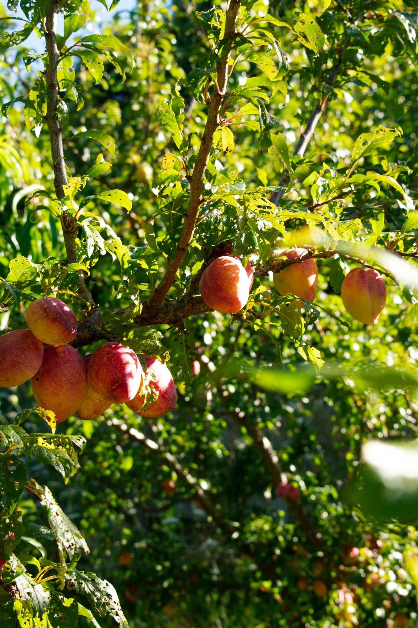 DSC_0070.jpg