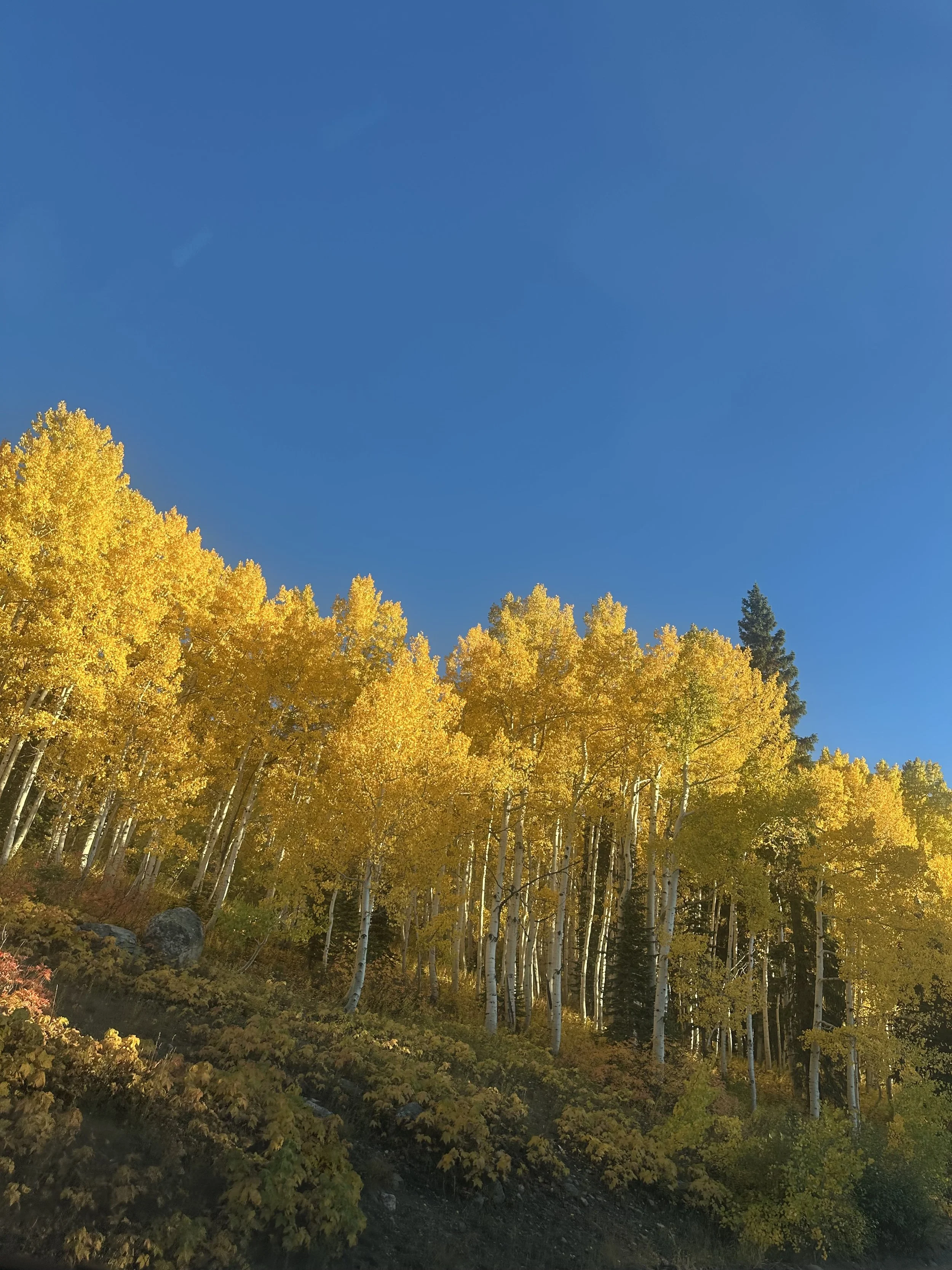 A hillside forest of yellow and green deciduous trees under a clear blue sky.