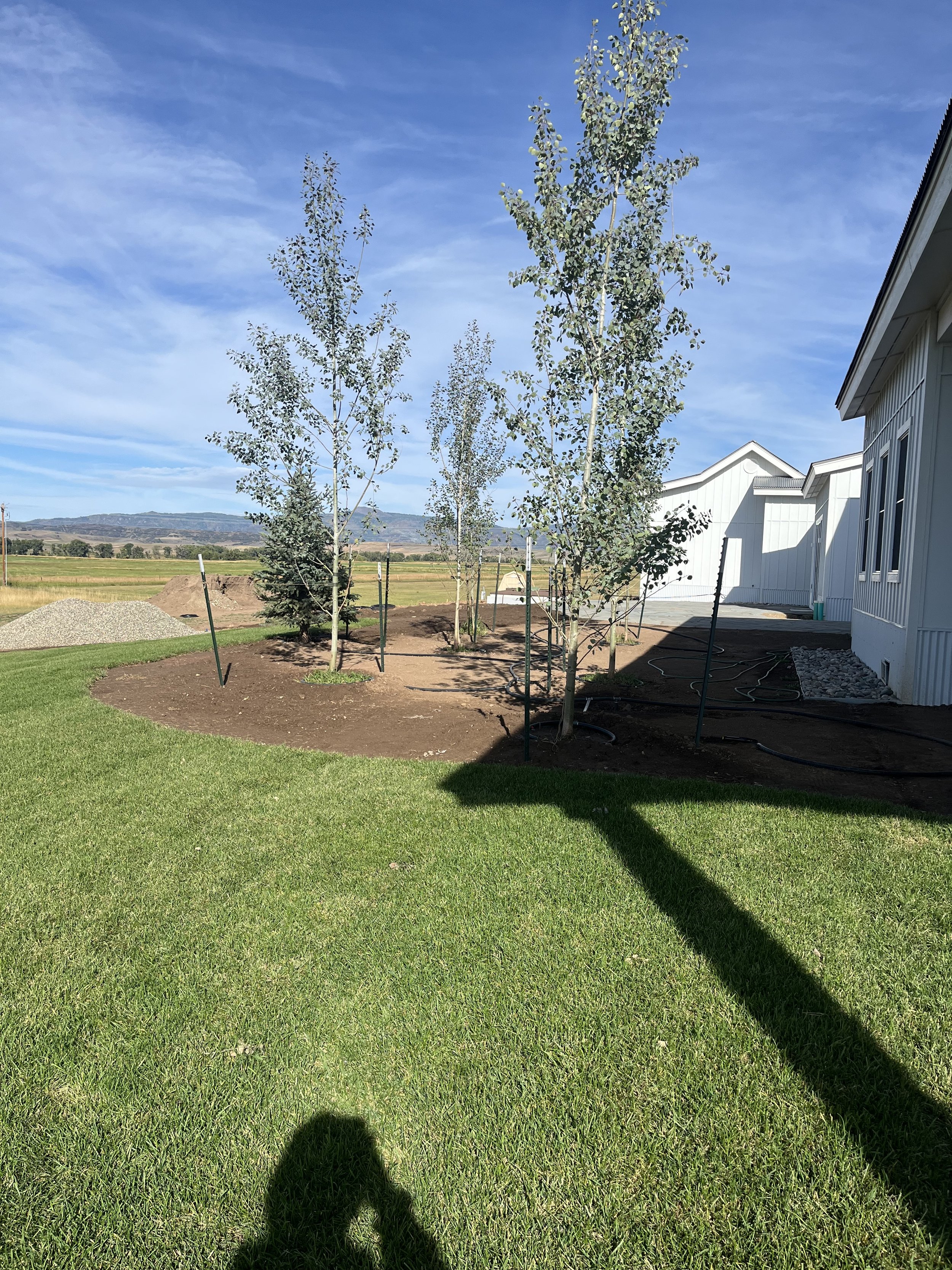 Backyard with newly planted trees, green grass, and a white house, under a blue sky.