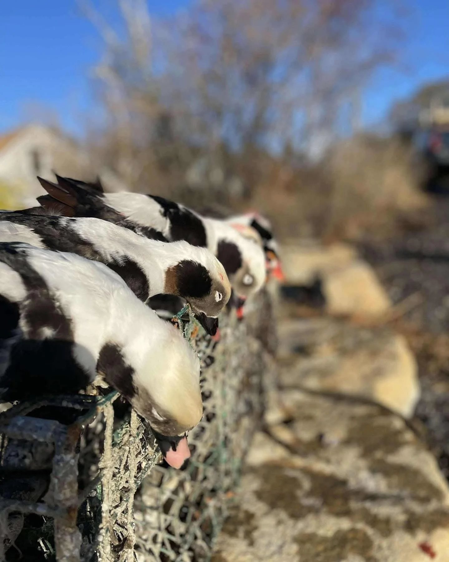 Reboot Sea Duck Hunt w/ Game On Outfitters