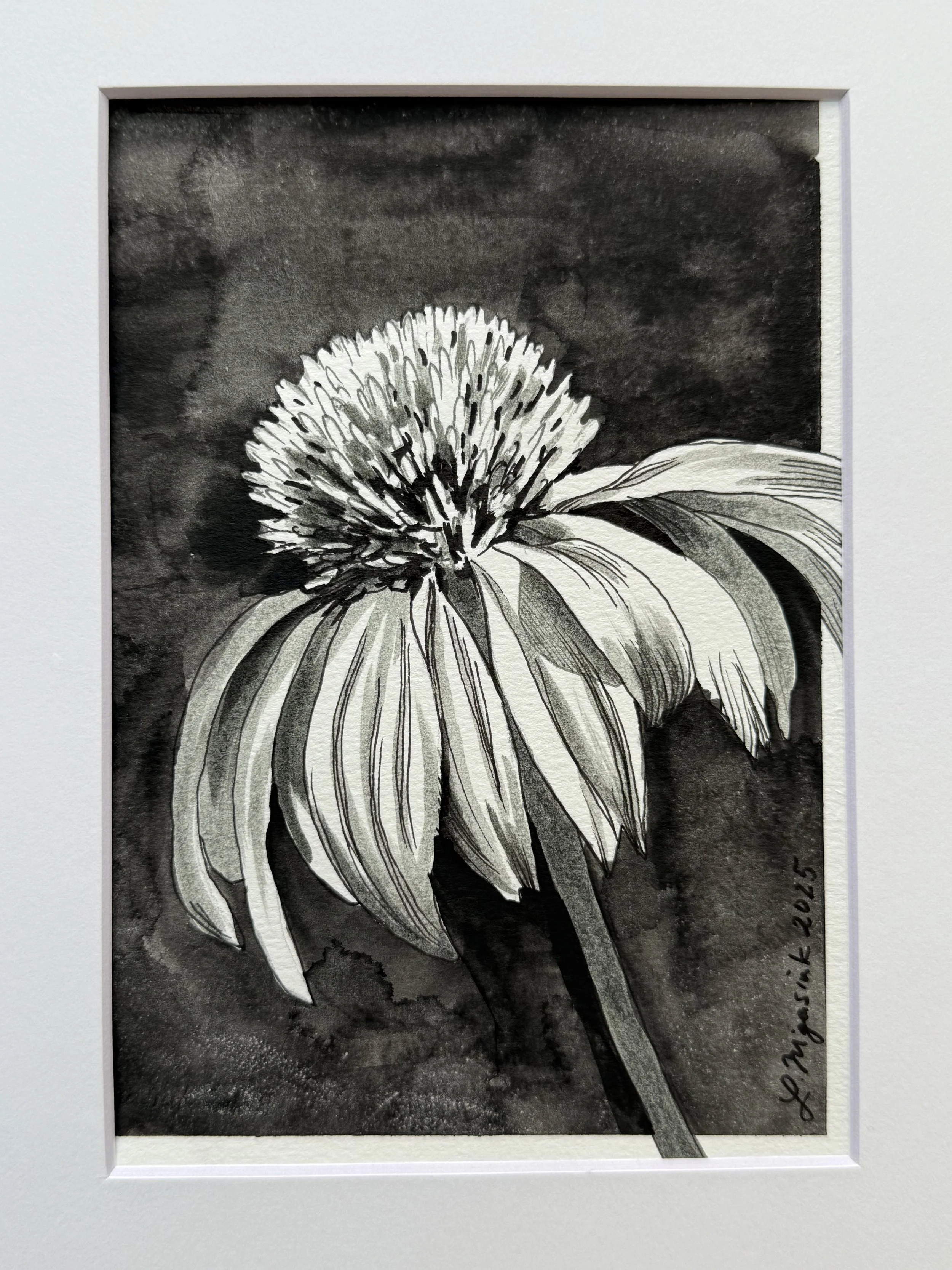 Ink coneflower 2.JPG