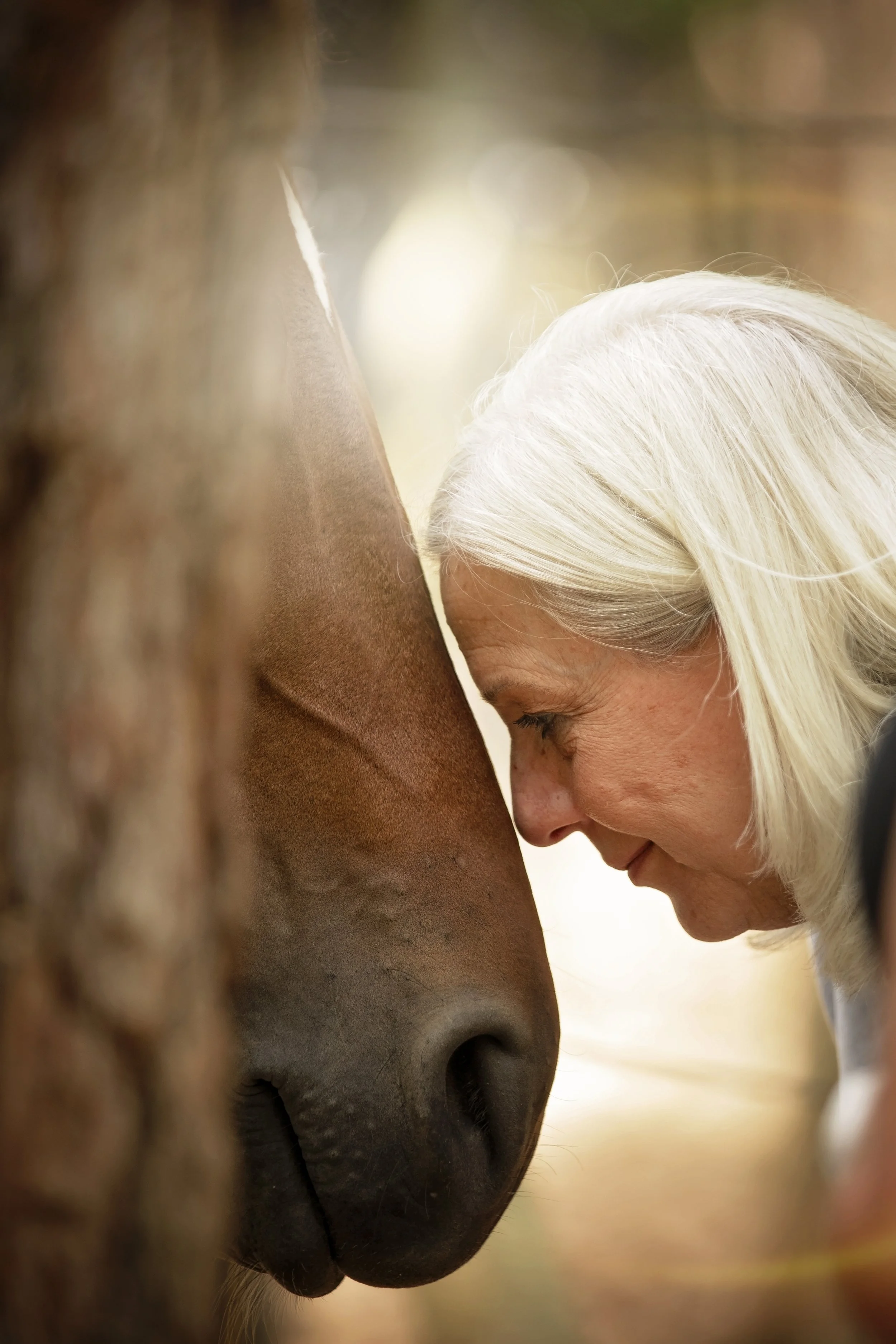 The Year of the Horse is Coming…