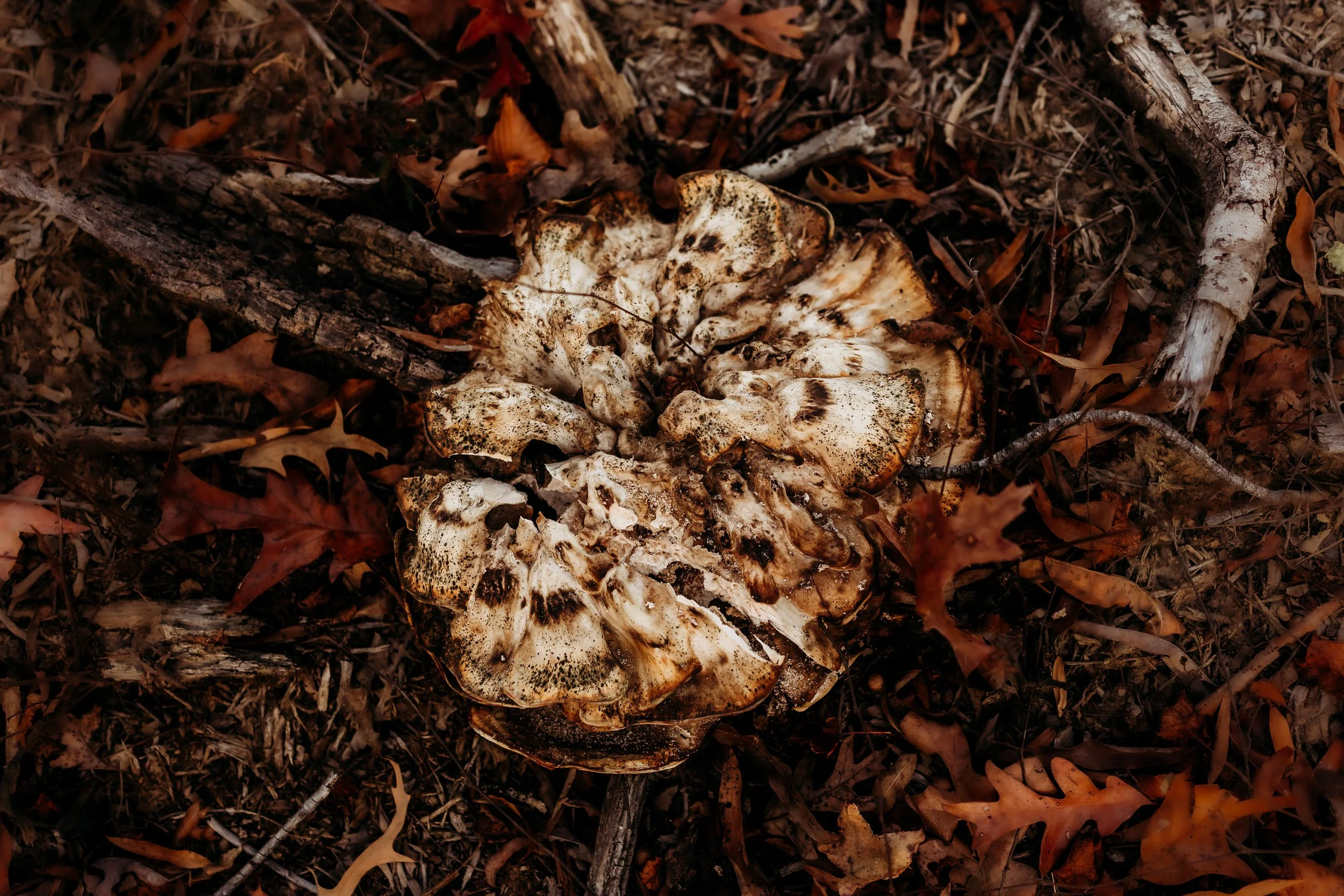 Mushroom Growing